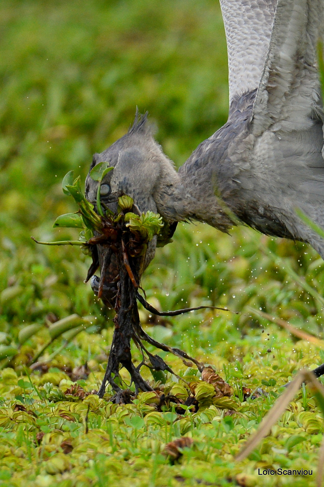 Bec-en-sabot/Shoebill (9)