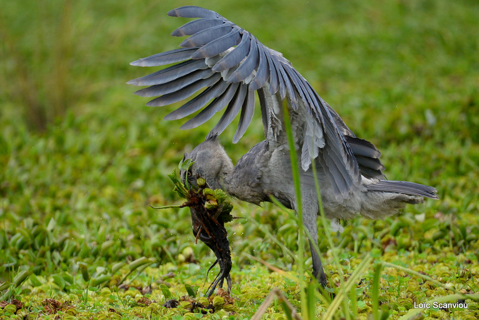 Bec-en-sabot/Shoebill (11)