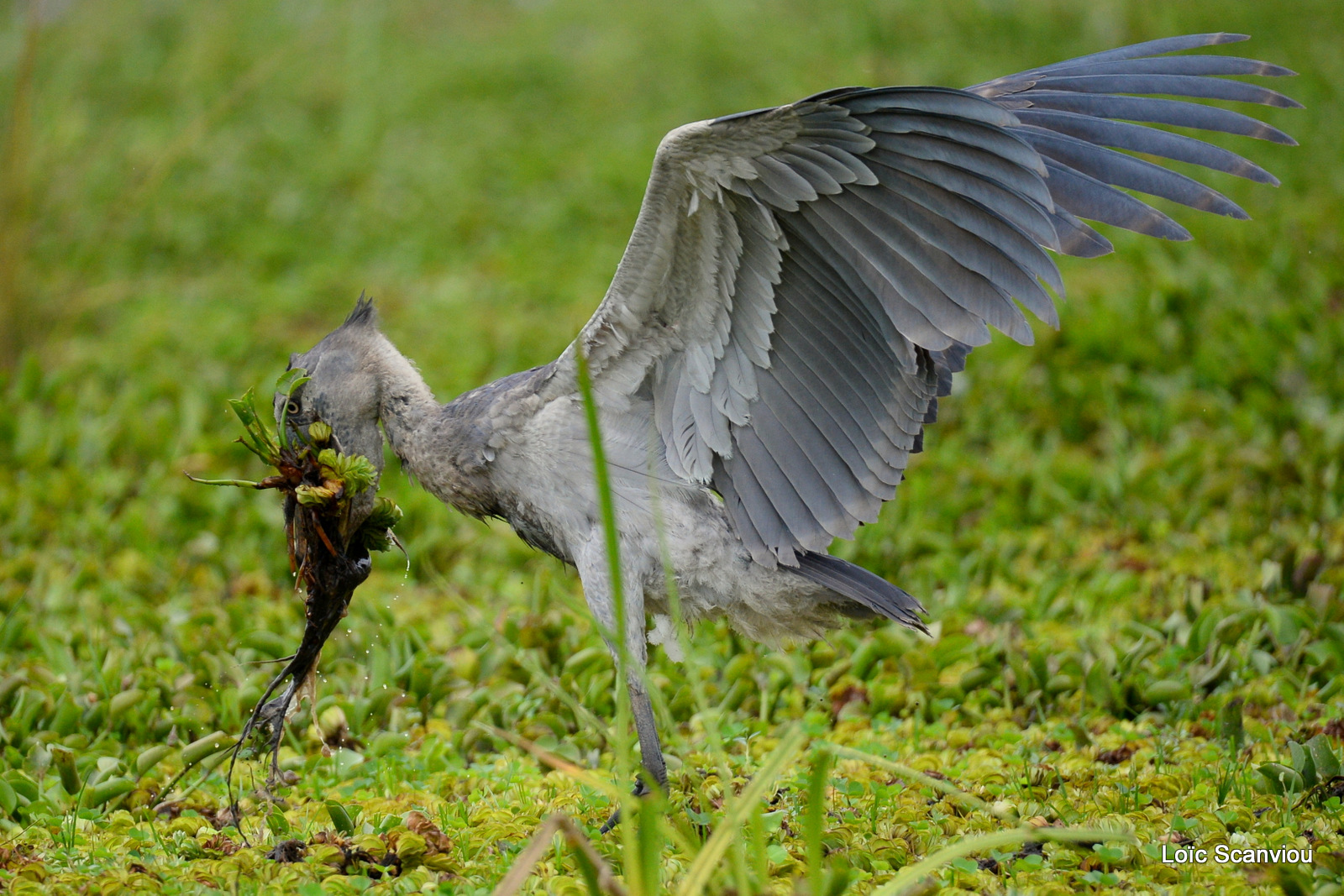 Bec-en-sabot/Shoebill (12)