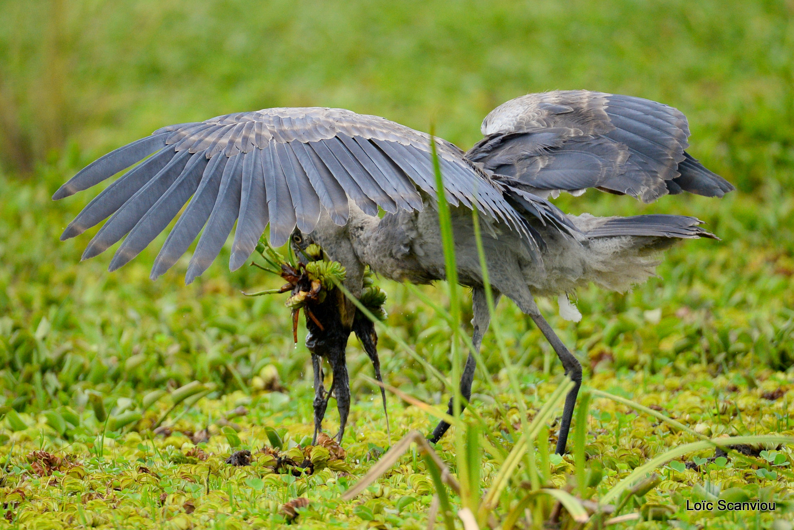 Bec-en-sabot/Shoebill (14)