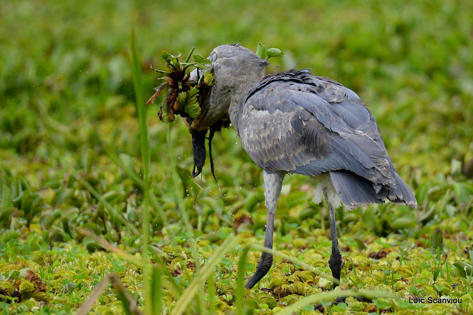 Bec-en-sabot/Shoebill (15)