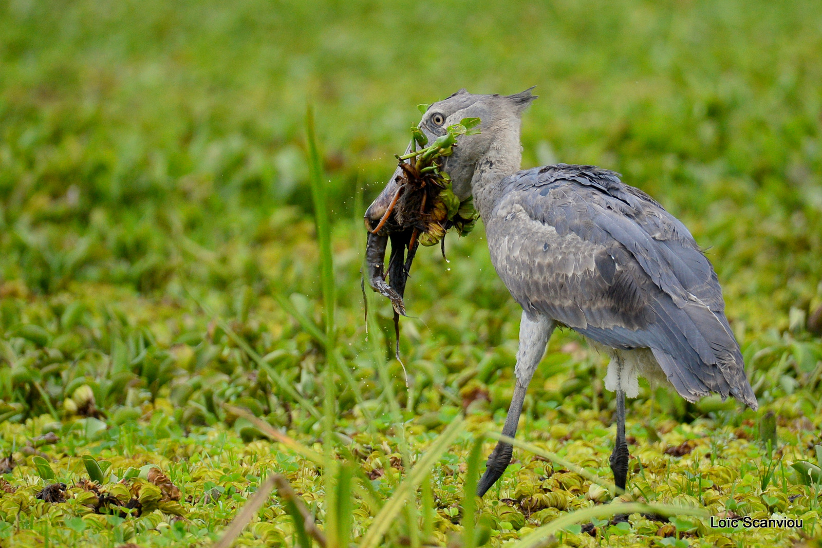 Bec-en-sabot/Shoebill (16)