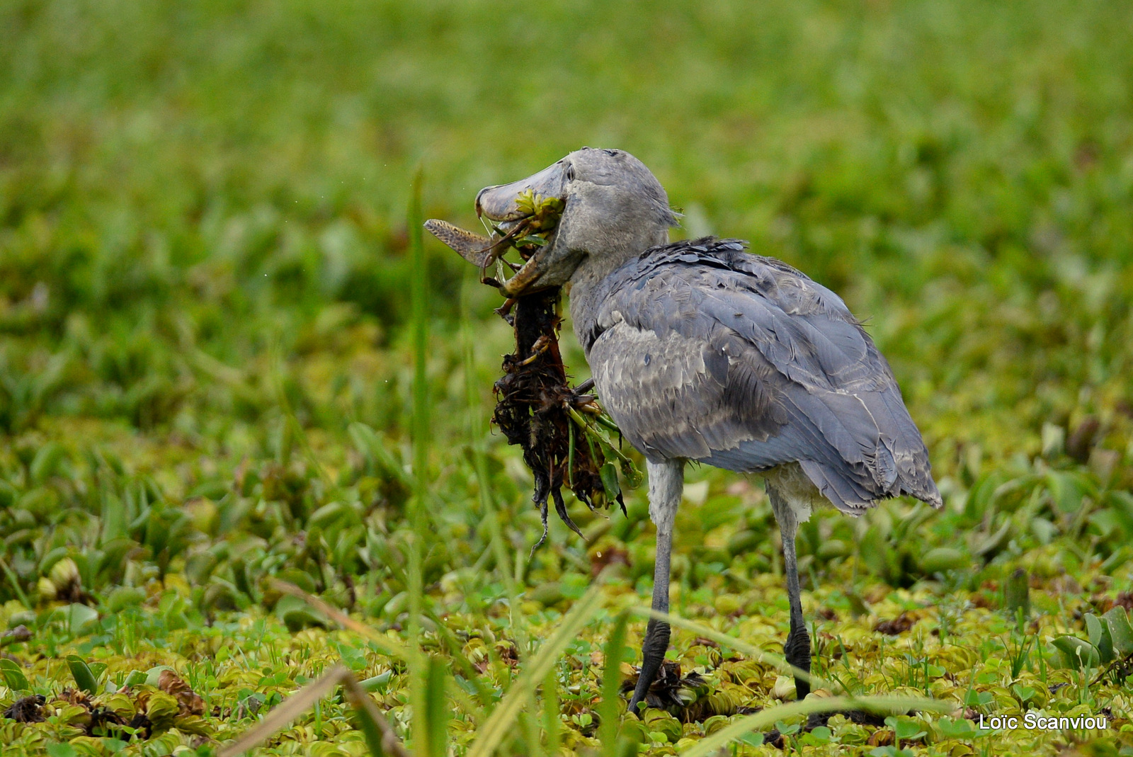 Bec-en-sabot/Shoebill (18)