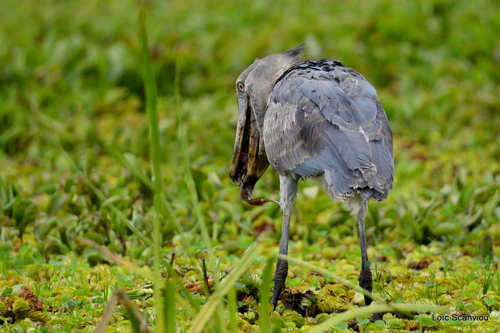 Bec-en-sabot/Shoebill (19)