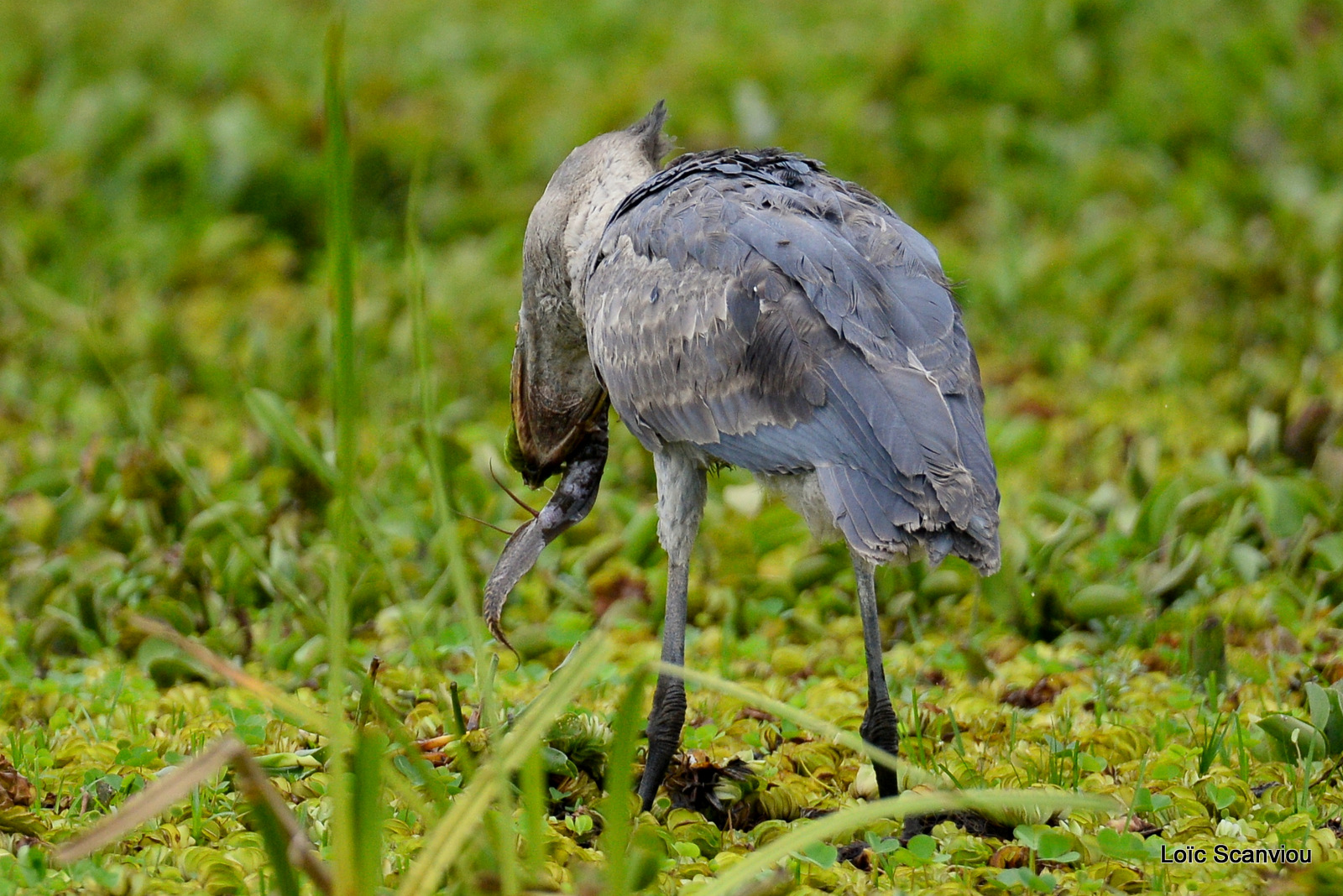 Bec-en-sabot/Shoebill (20)