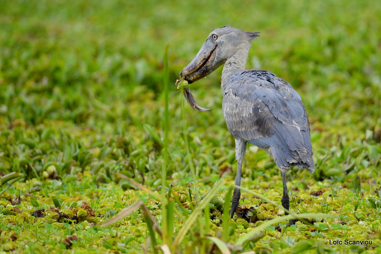 Bec-en-sabot/Shoebill (21)