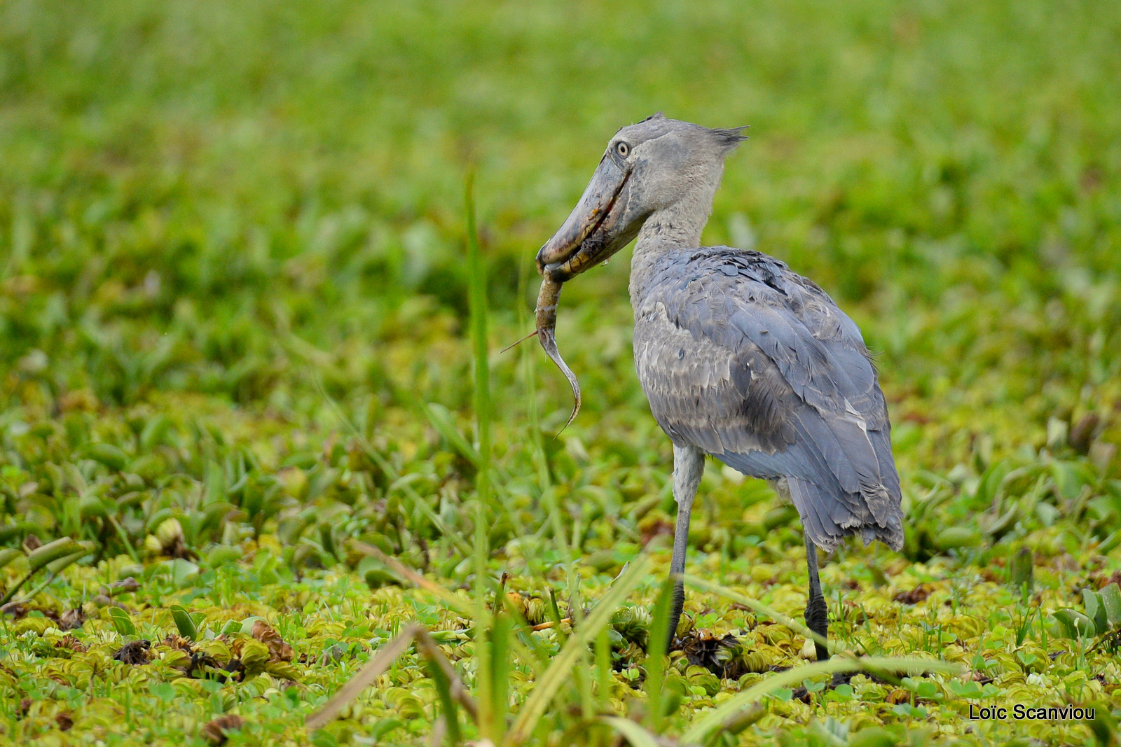 Bec-en-sabot/Shoebill (22)