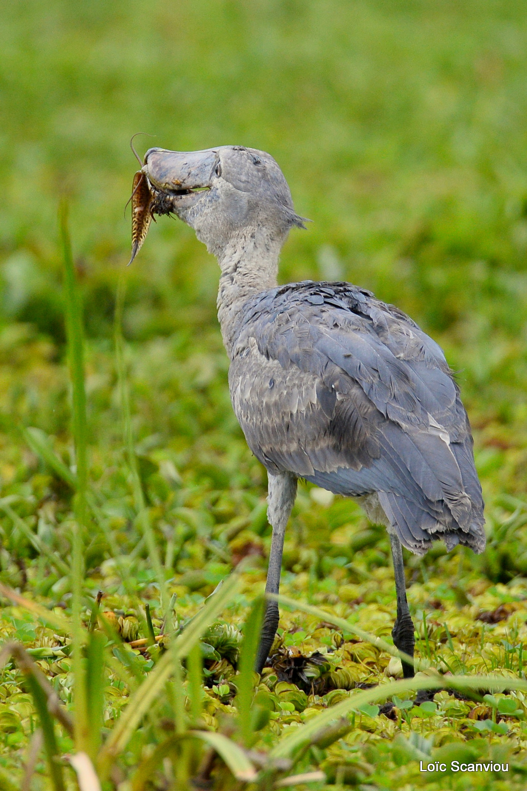 Bec-en-sabot/Shoebill (23)