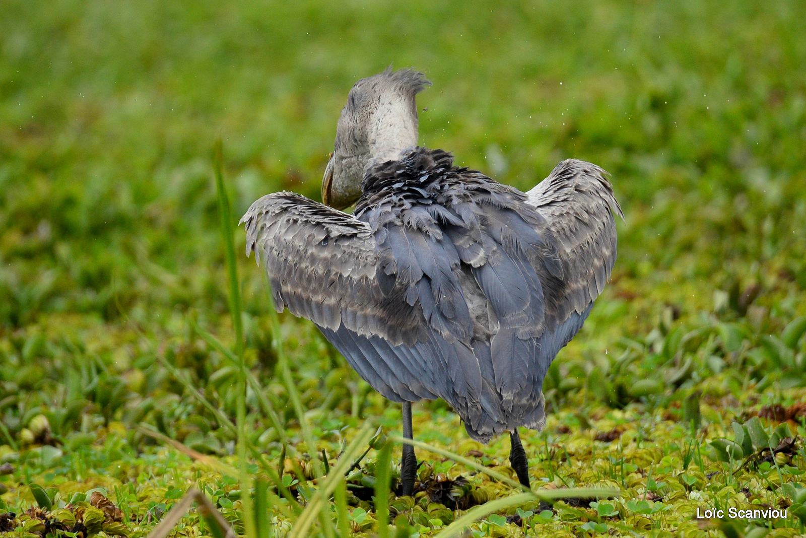 Bec-en-sabot/Shoebill (24)