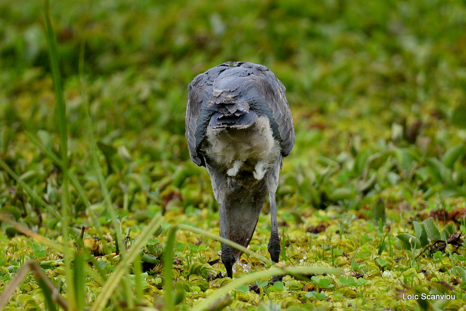 Bec-en-sabot/Shoebill (25)