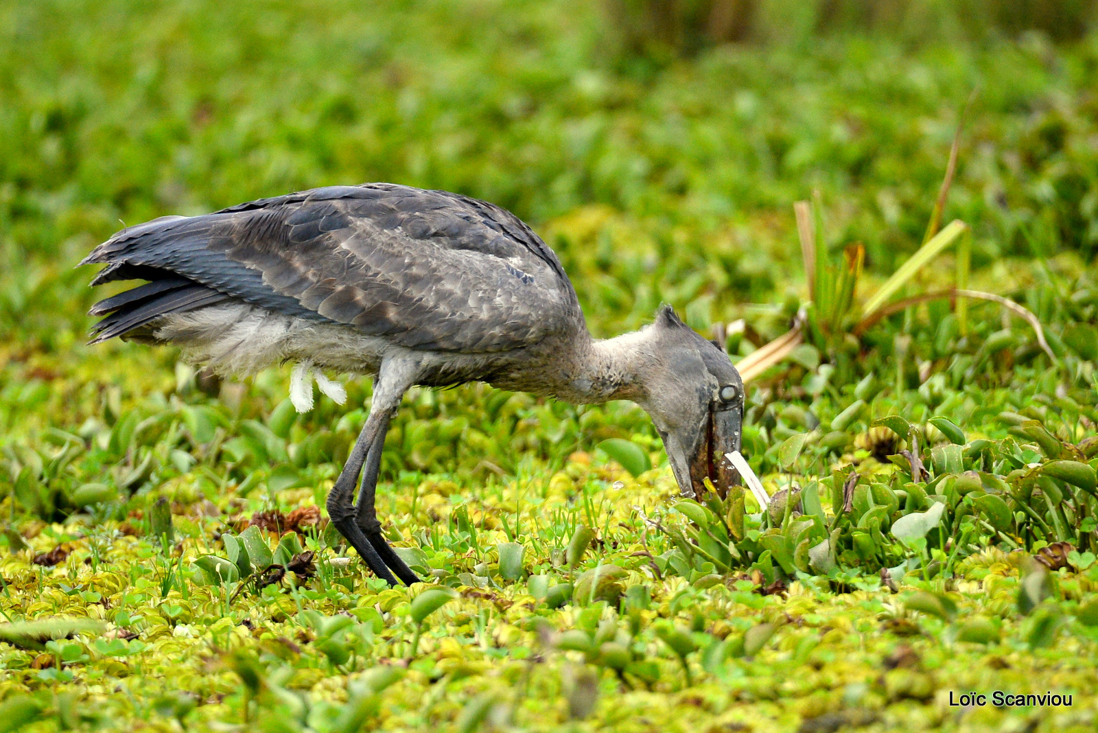 Bec-en-sabot/Shoebill (26)