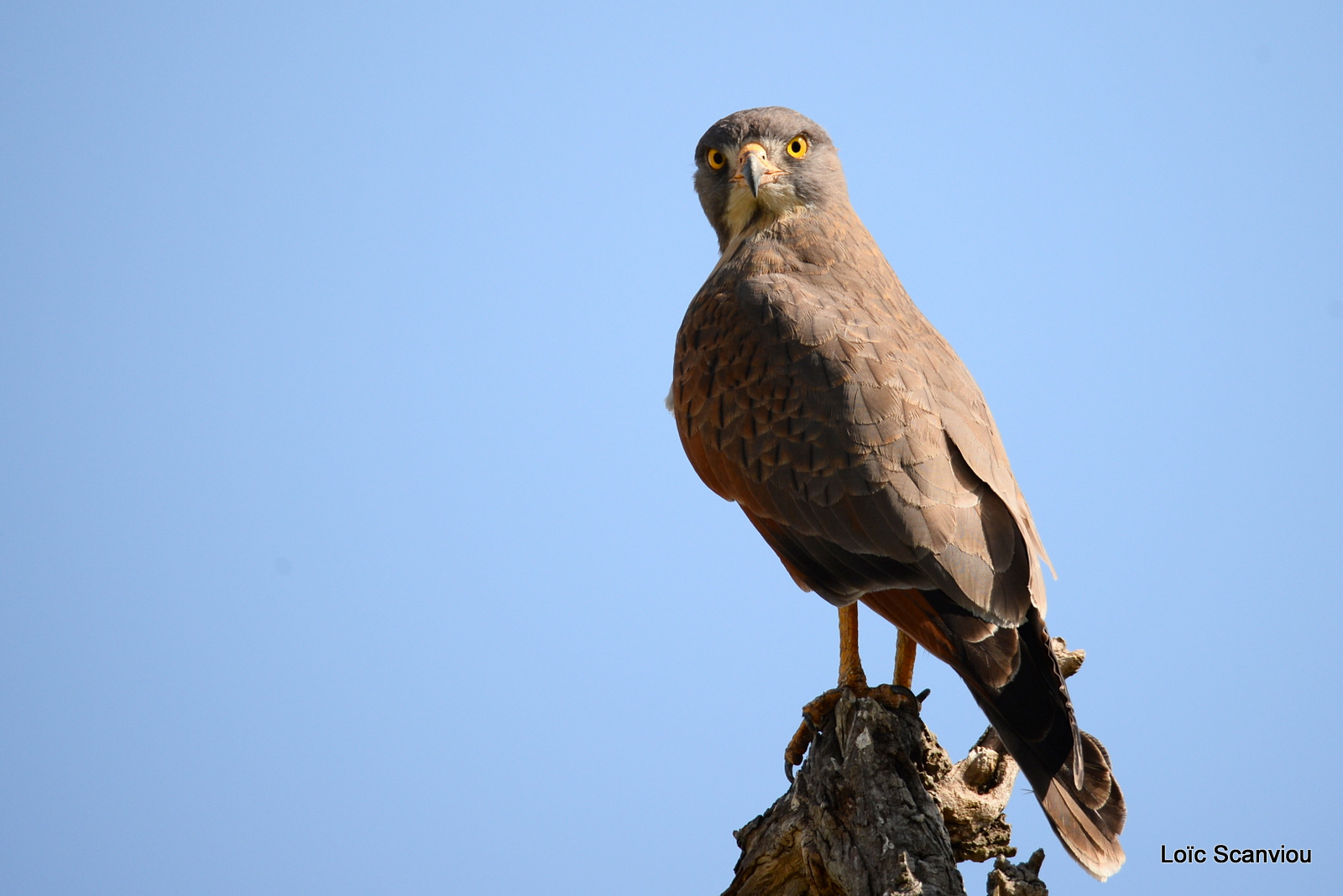 Autour tachiro/African Goshawk (3)