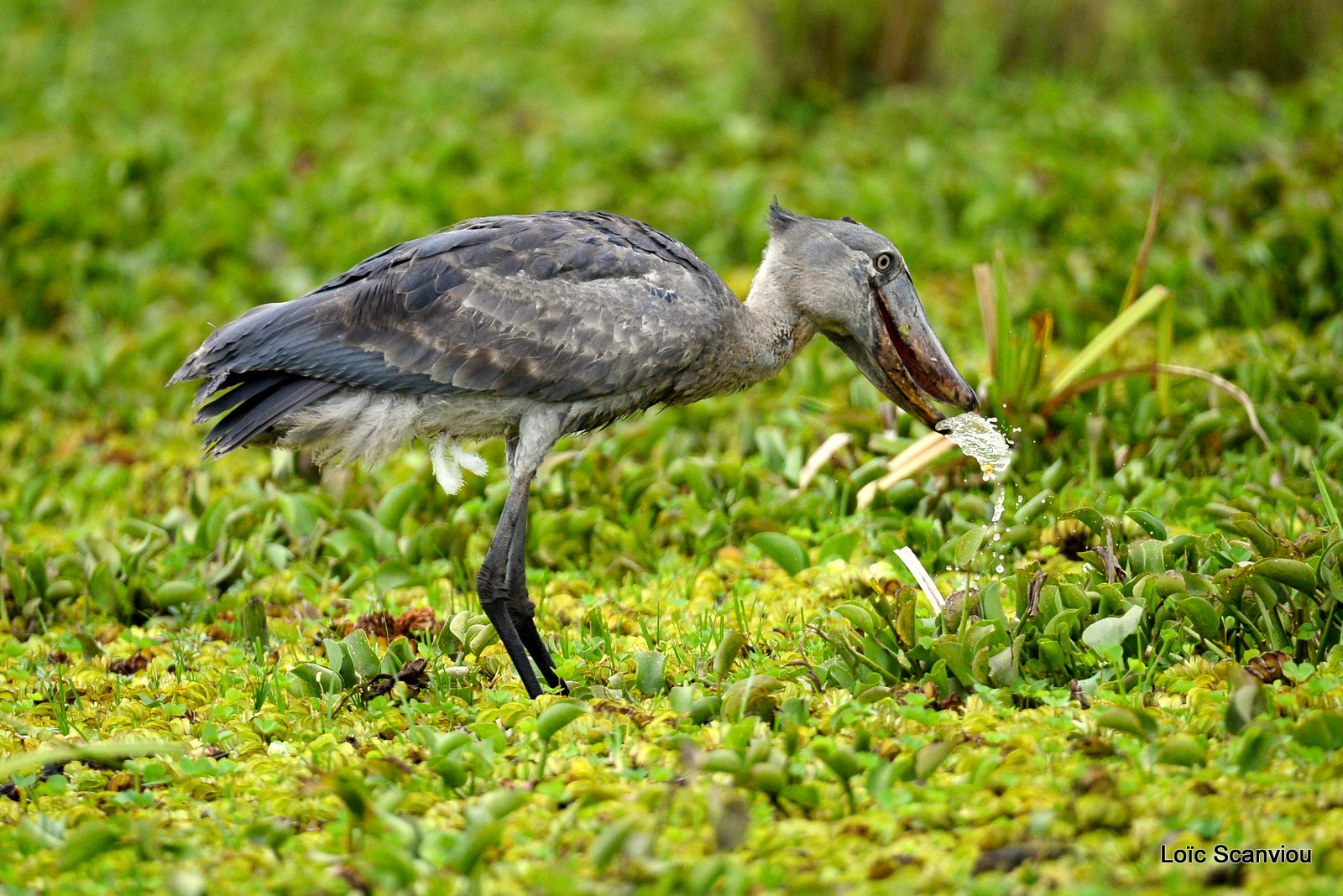 Bec-en-sabot/Shoebill (27)