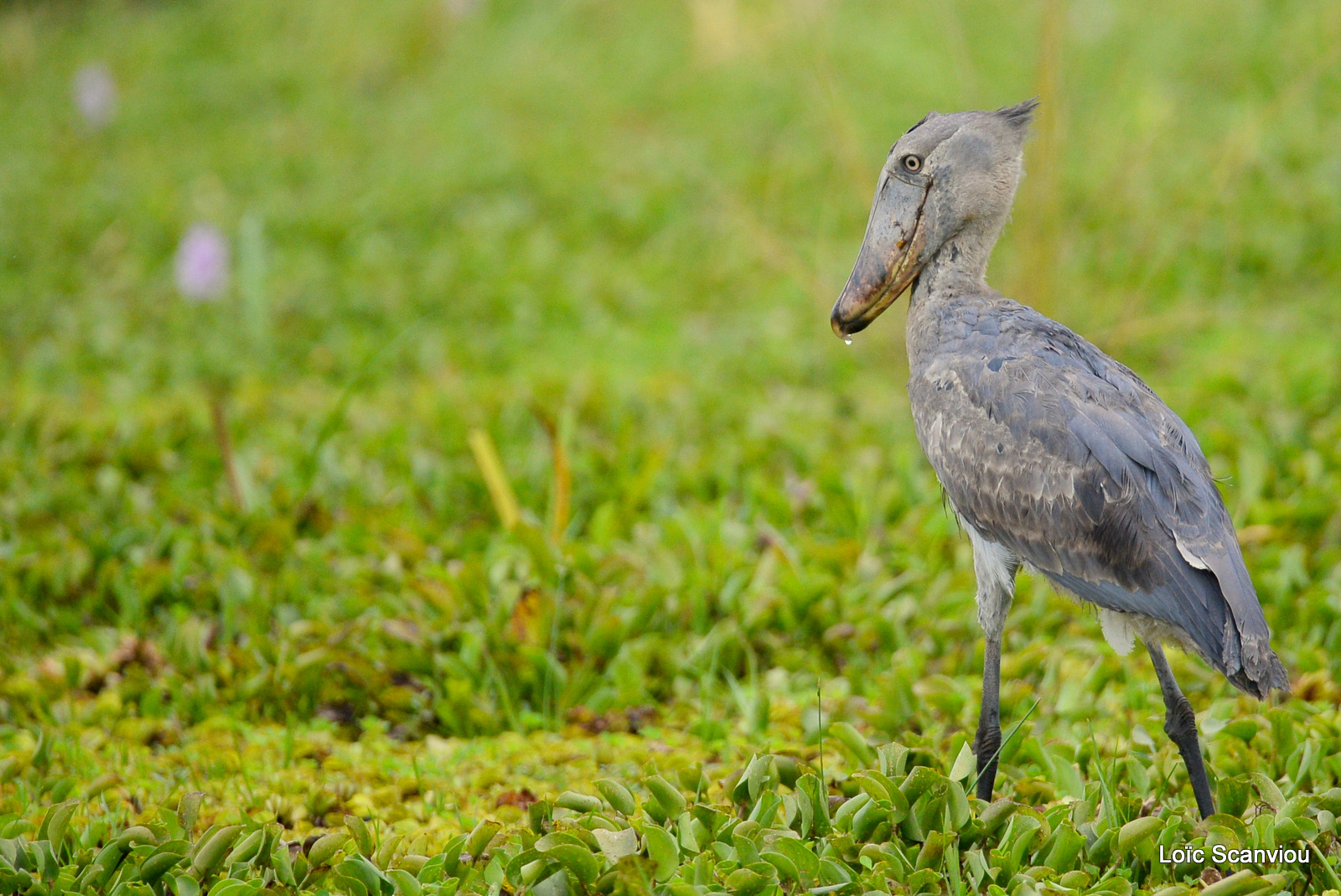 Bec-en-sabot/Shoebill (28)