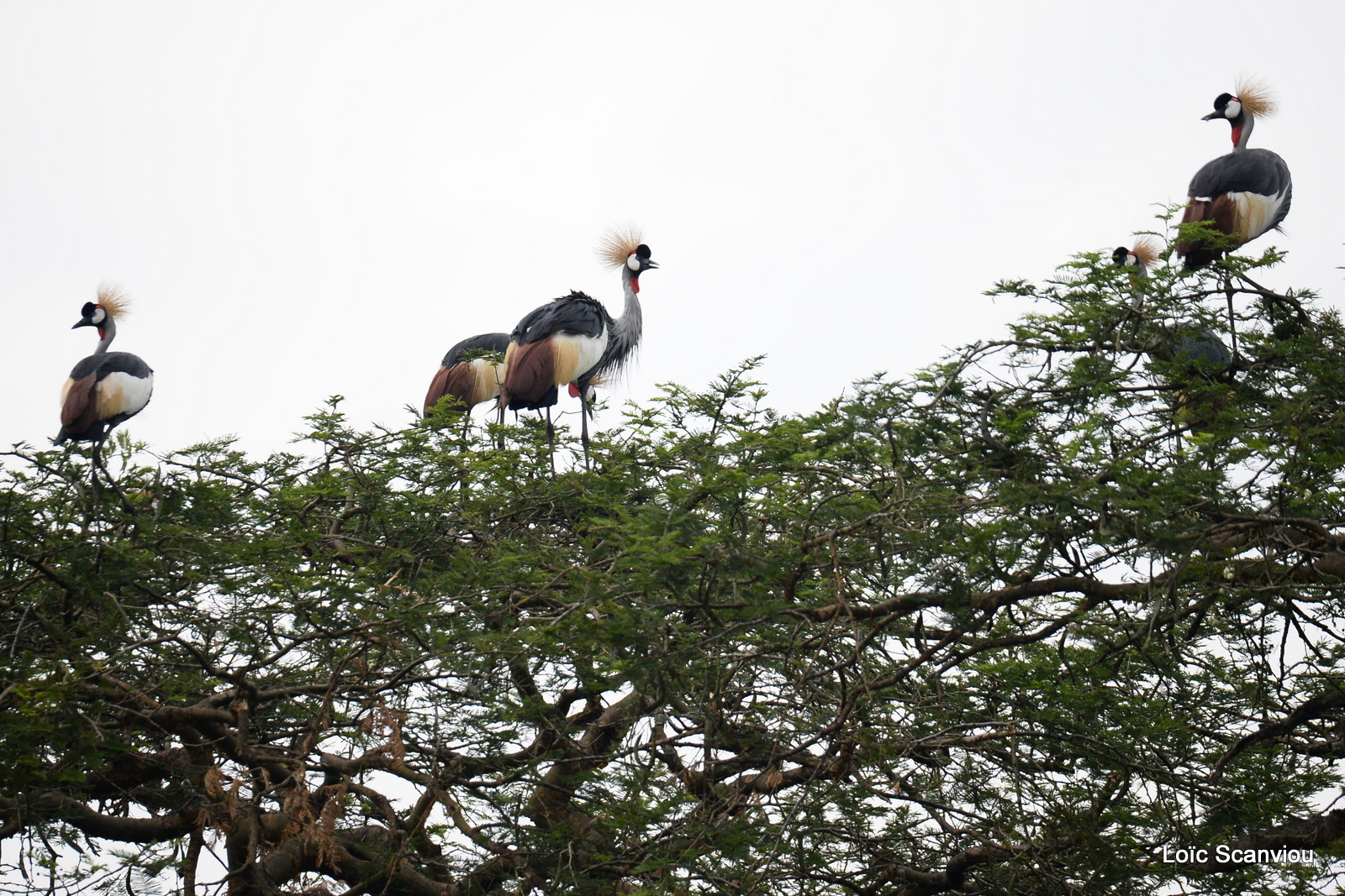 Grue royale/Grey-crowned Crane (2)