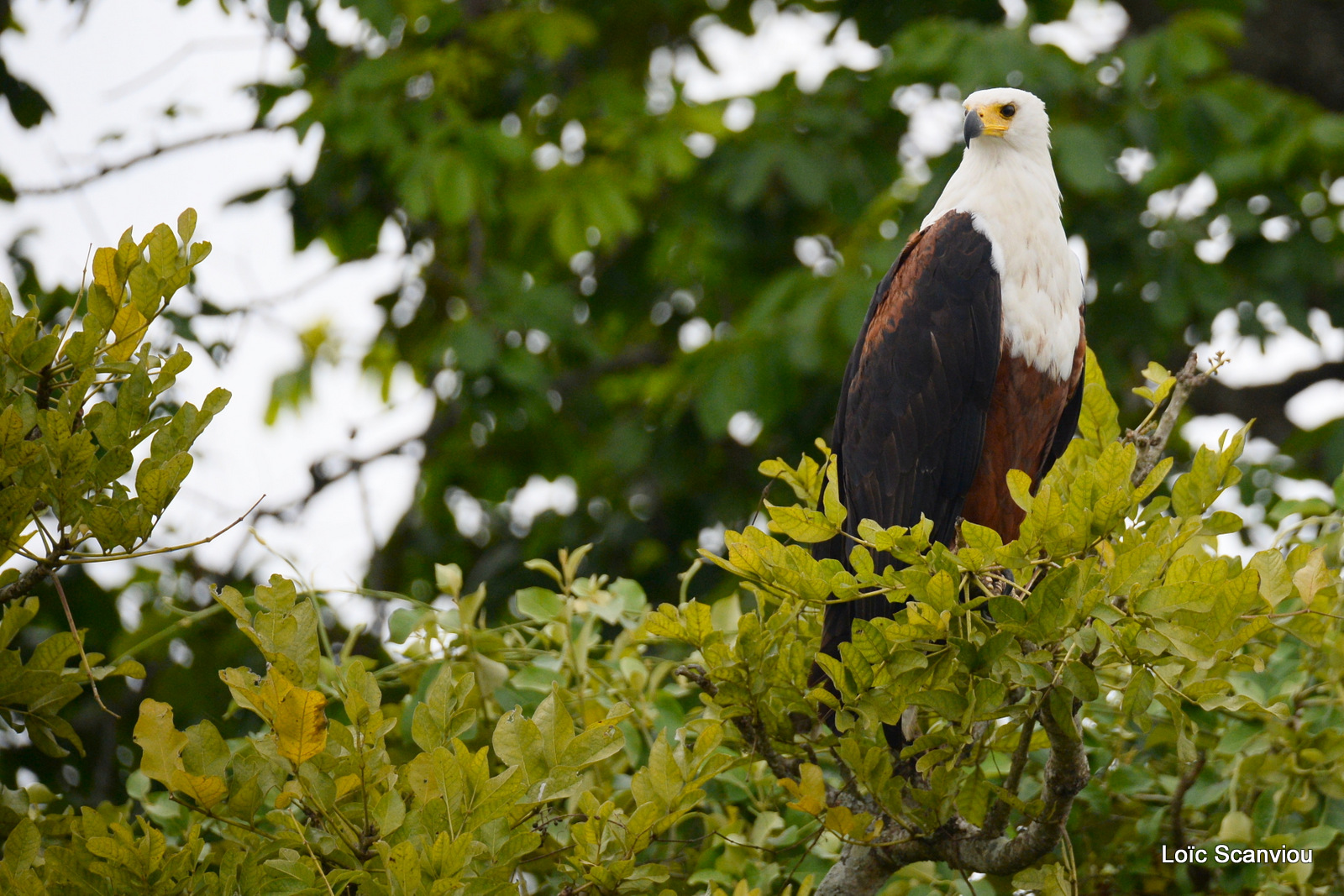 Aigle vocifère/African Fish Eagle (3)