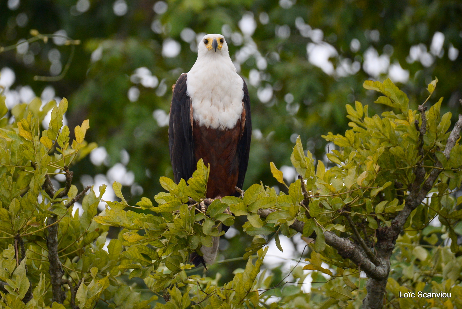 Aigle vocifère/African Fish Eagle (4)