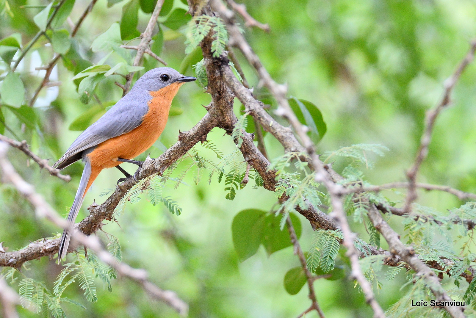 Gobemouche argenté/Silverbird (1)