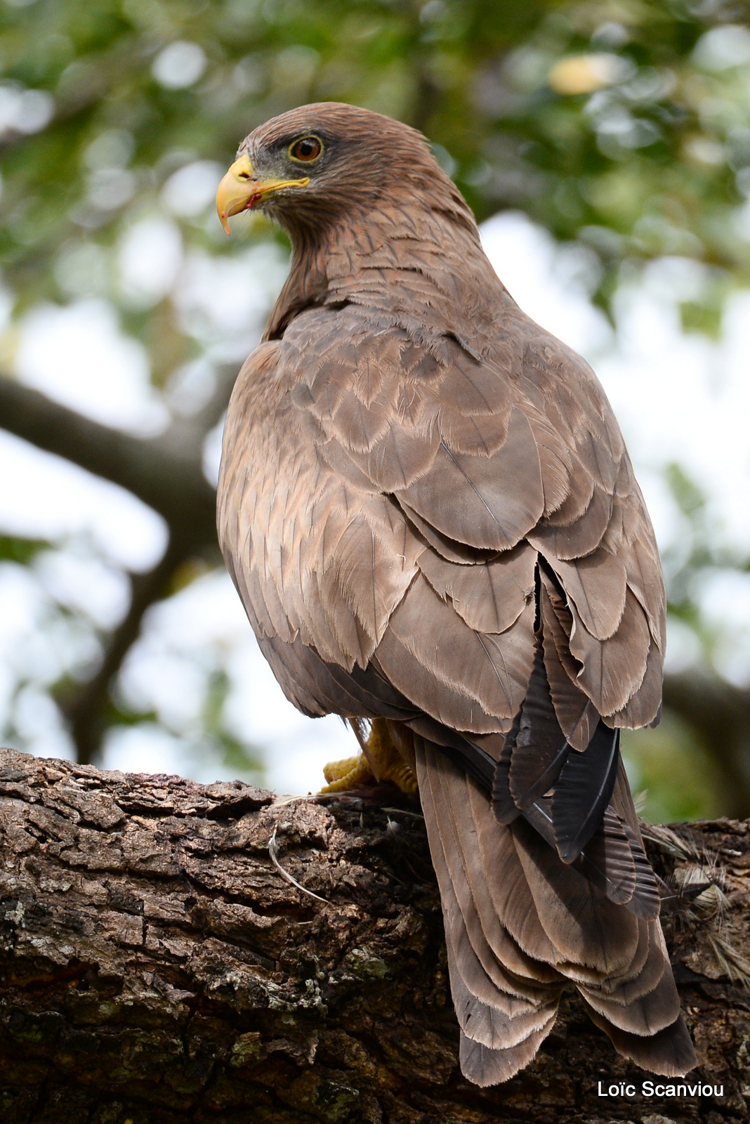 Murchison Falls (201)