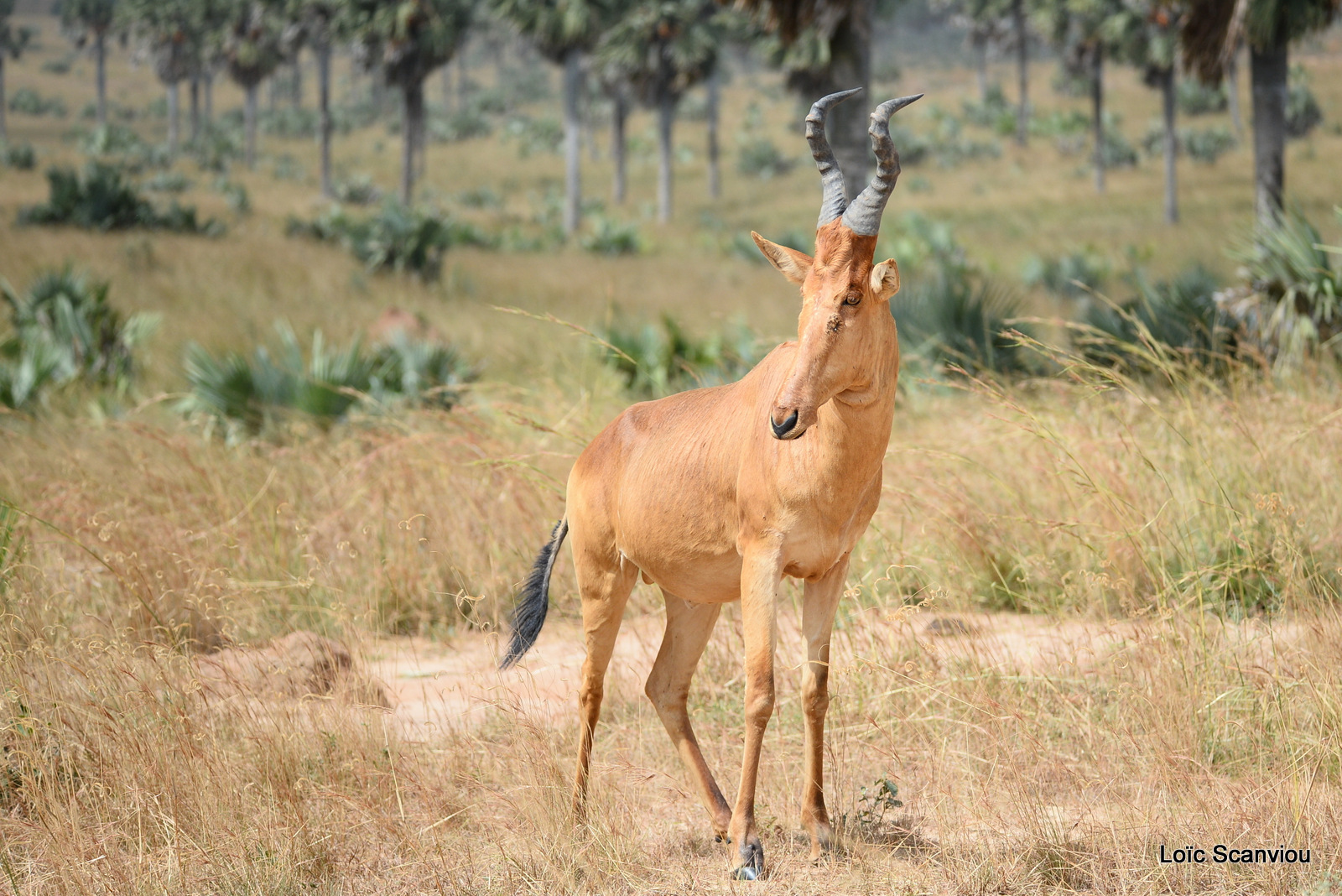 Bubale de Jacson/Jackson's Hartebeest (4)