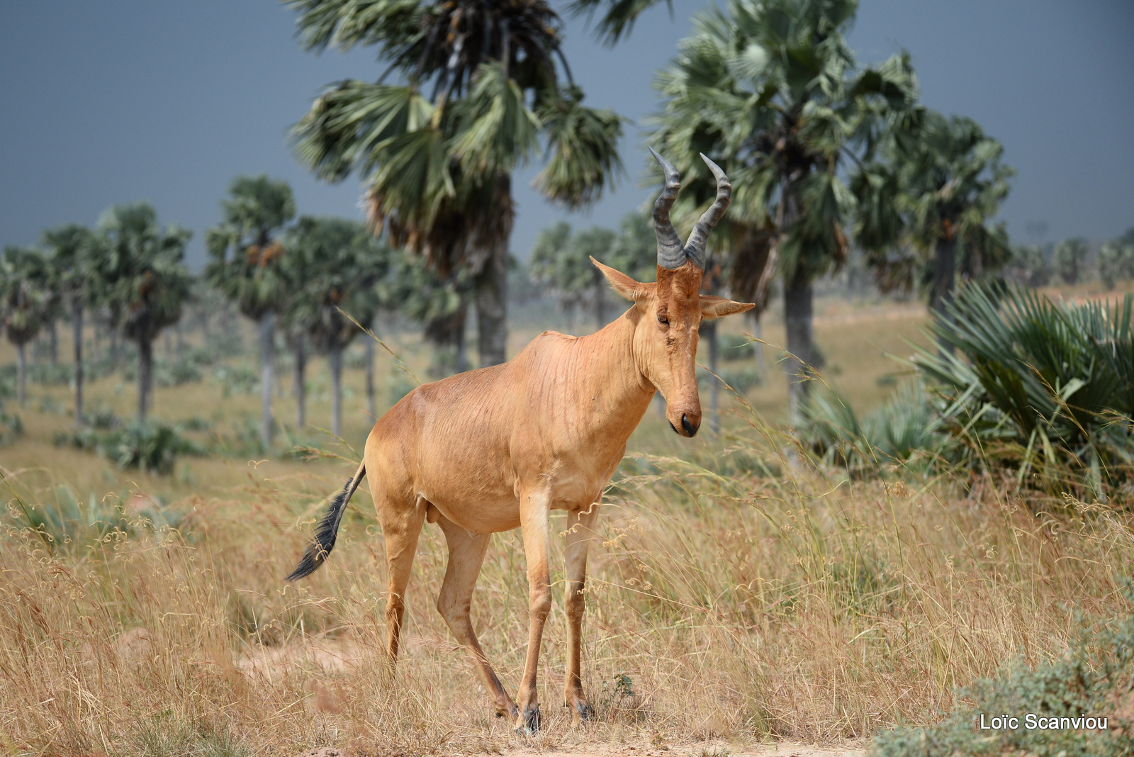Bubale de Jacson/Jackson's Hartebeest (5)