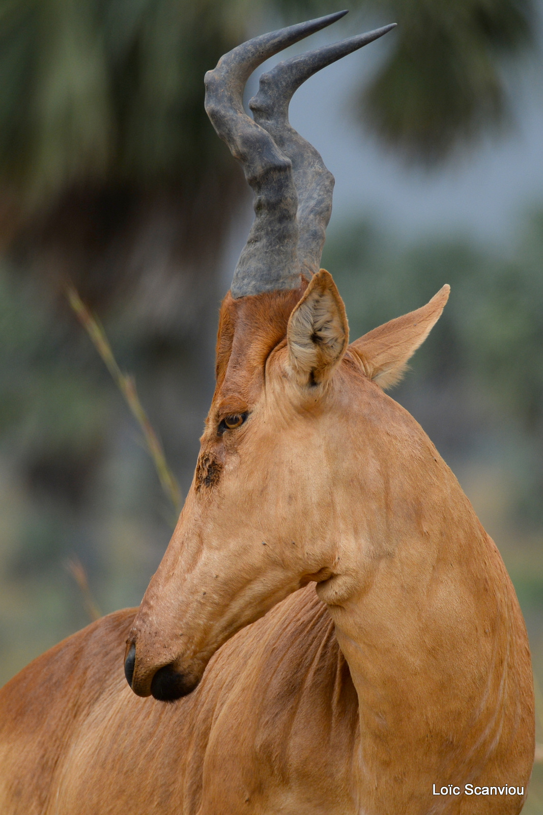 Bubale de Jacson/Jackson's Hartebeest (6)