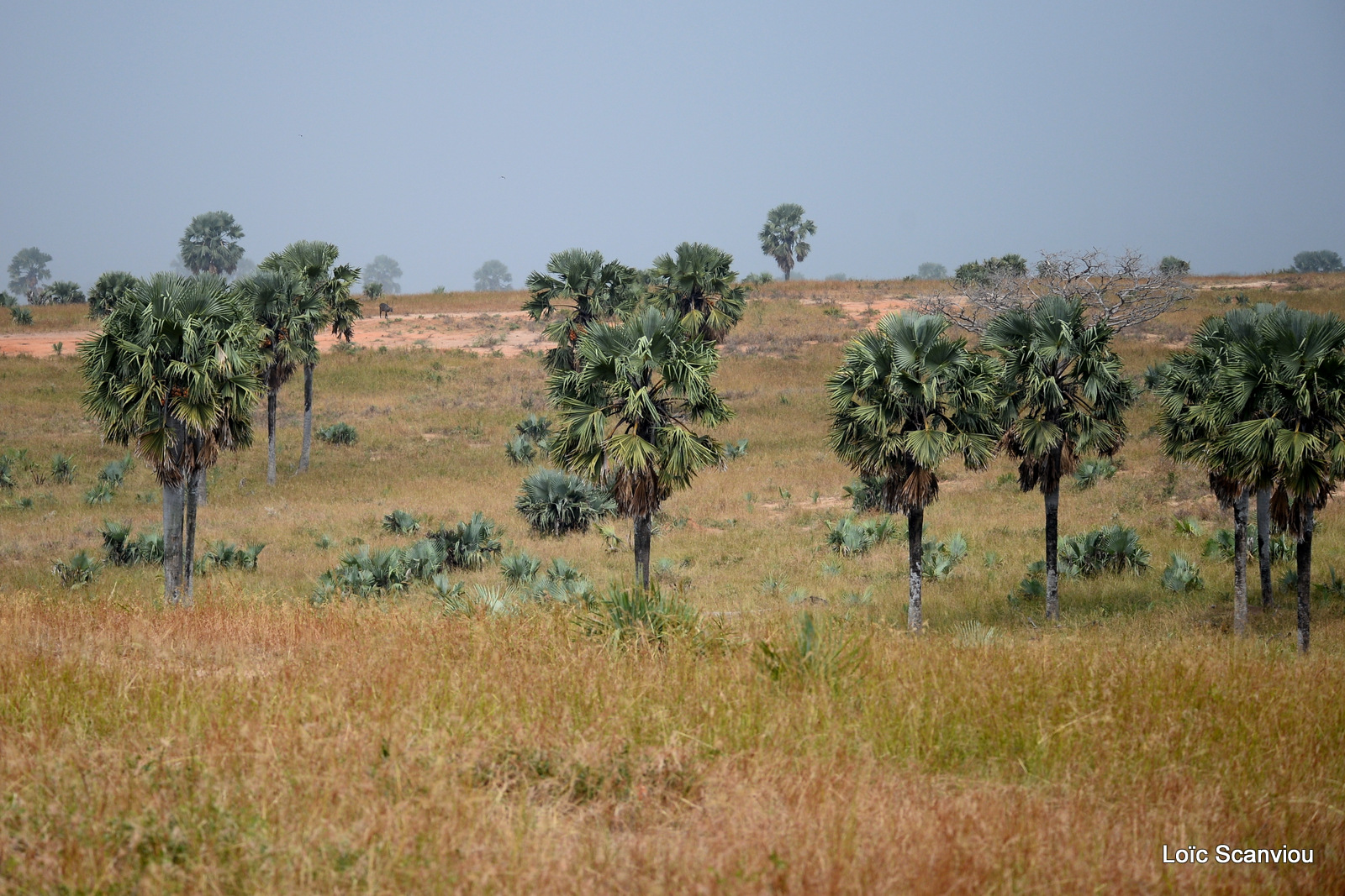 Murchison Falls (207)