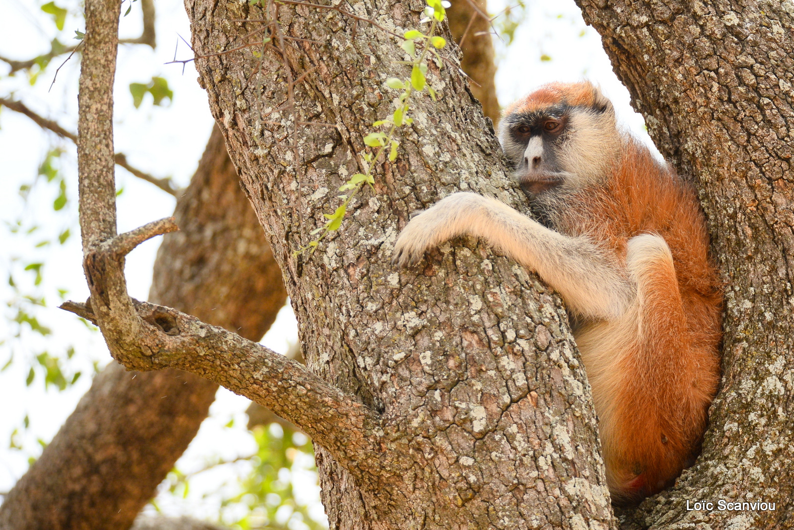 Patas/Patas Monkey (3)