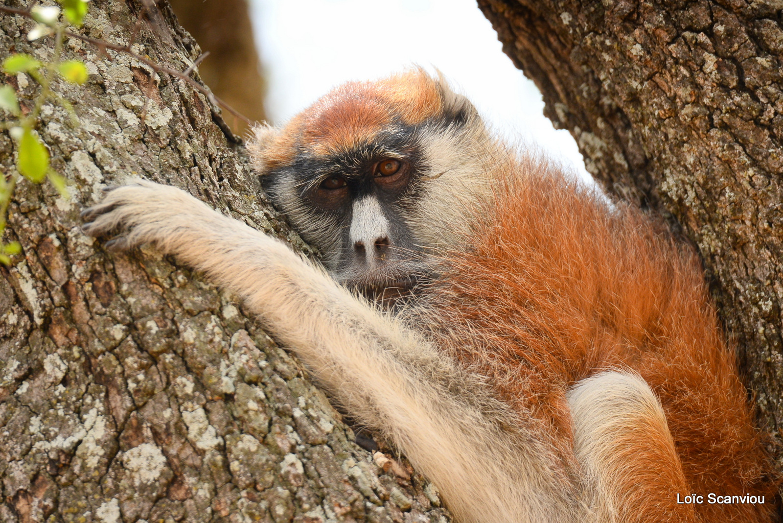 Patas/Patas Monkey (4)