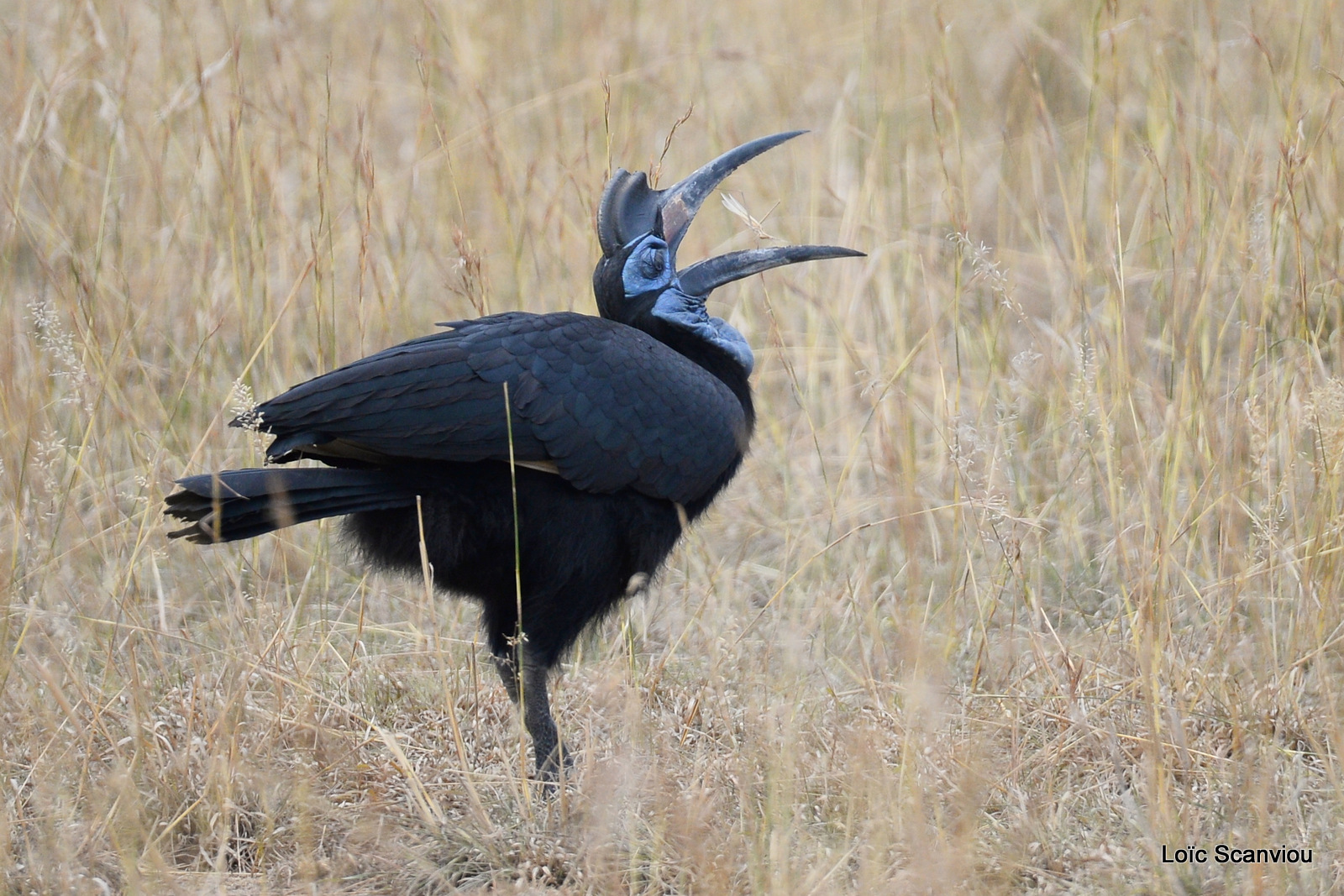 Bucorve d'Abyssinie/Abyssinian Hornbill (9)