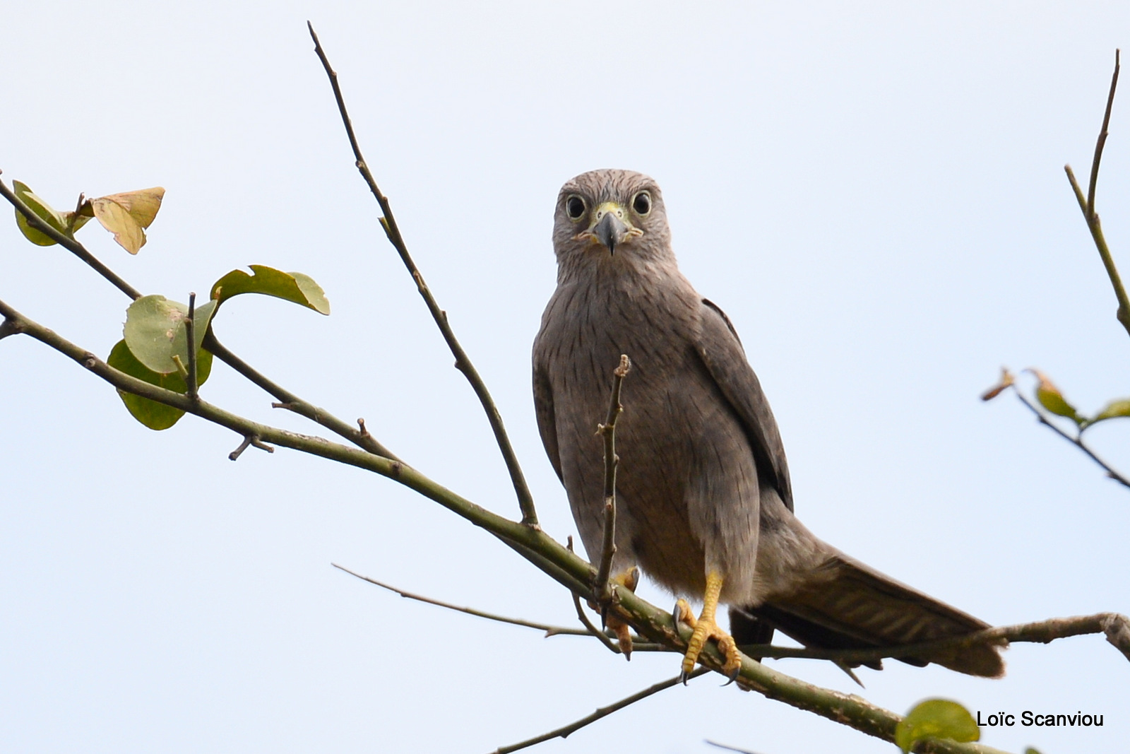 Murchison Falls (214)