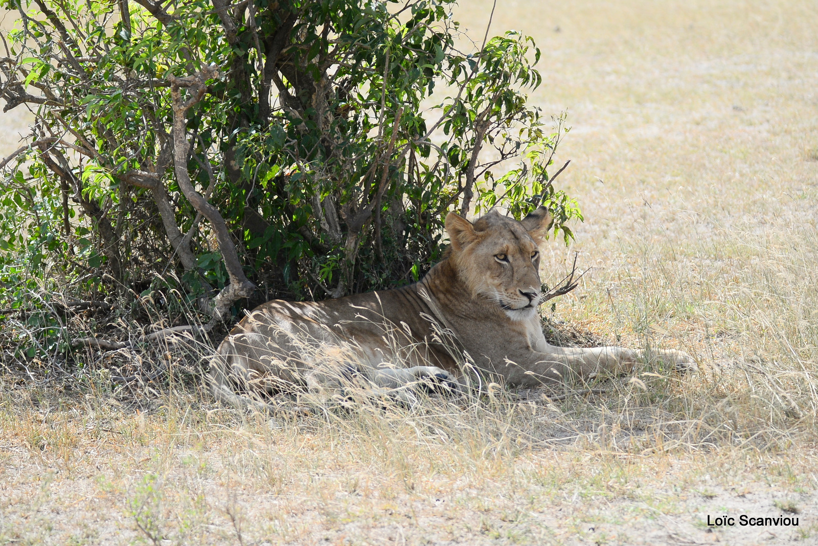 Murchison Falls (215)