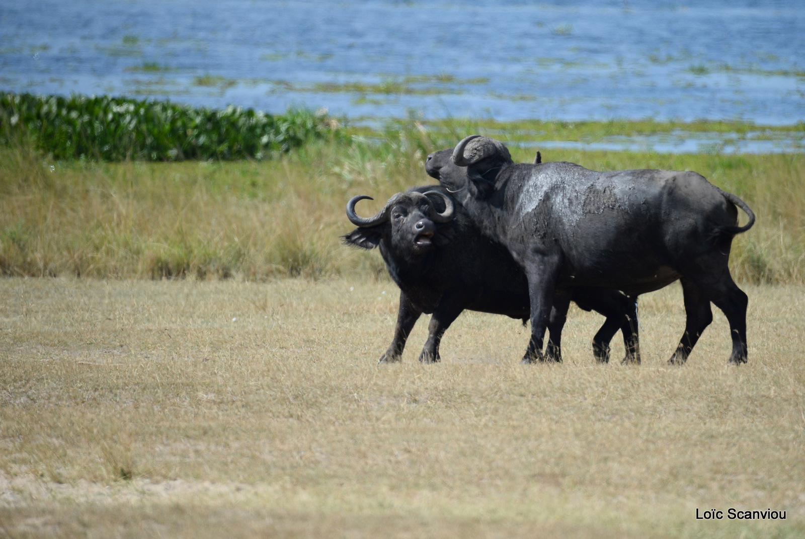 Buffle d'Afrique/Cape Buffalo (8)