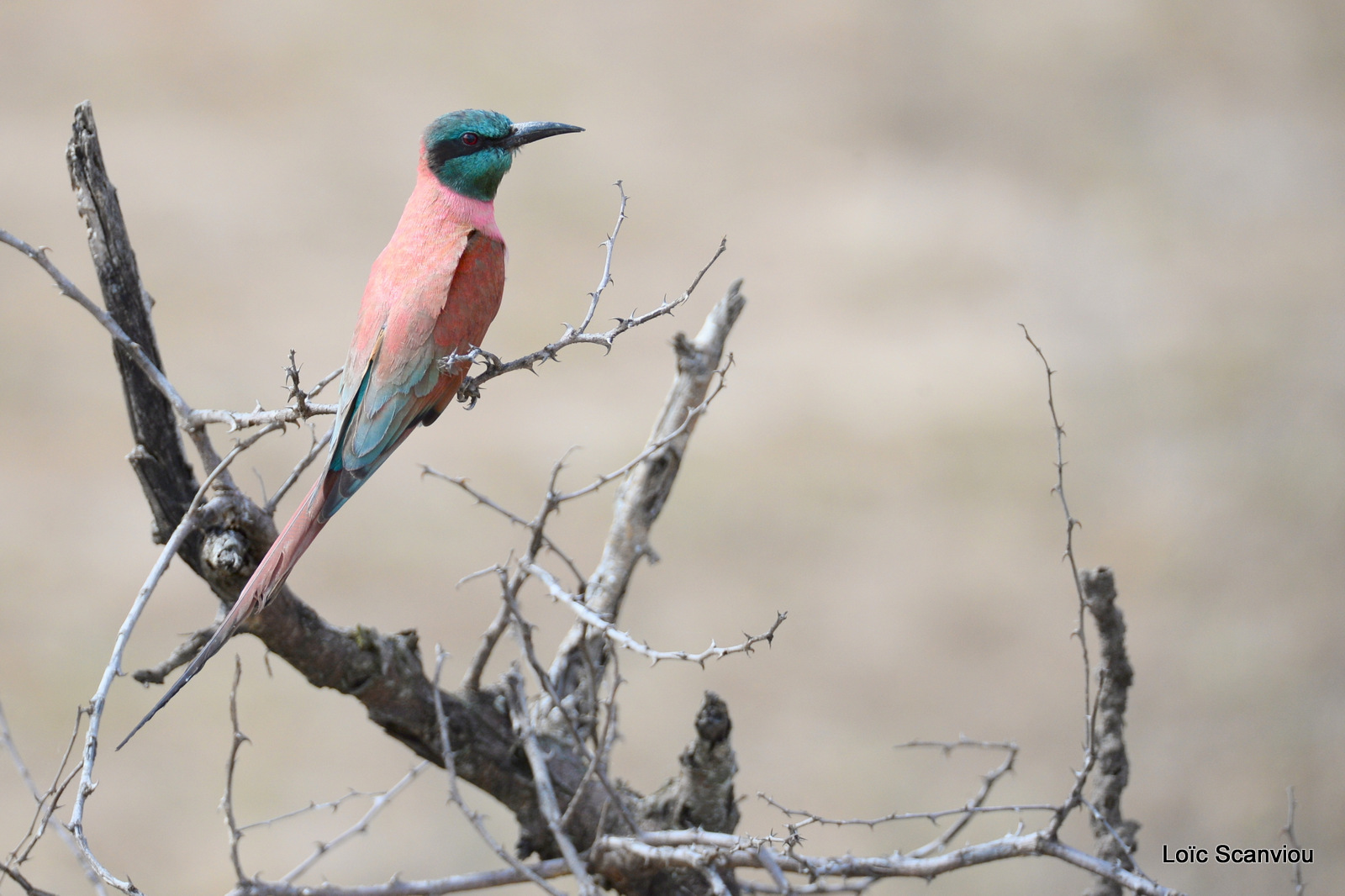 Guêpier écarlate/Northern Carmine Bee-eater (4)