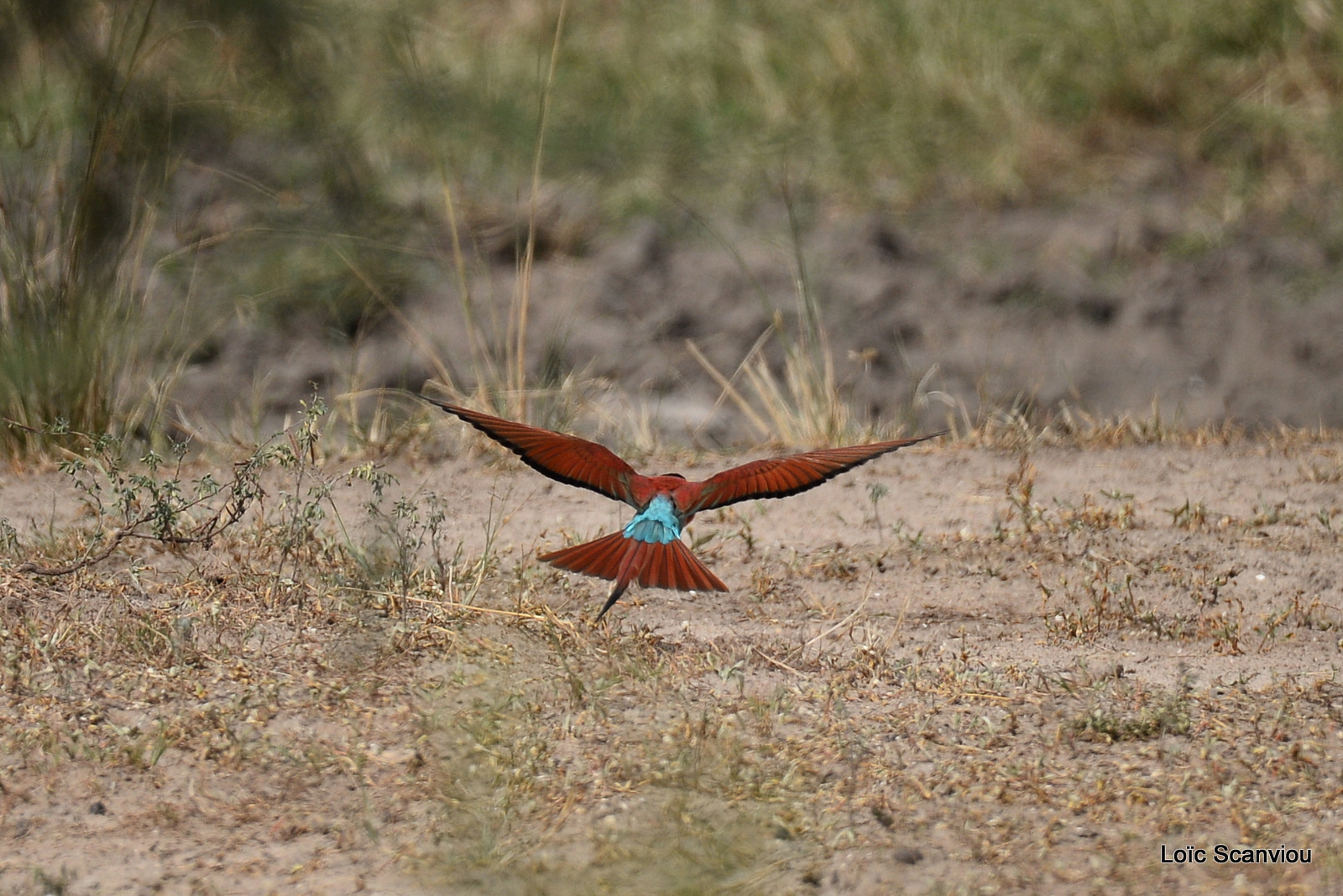 Guêpier écarlate/Northern Carmine Bee-eater (5)