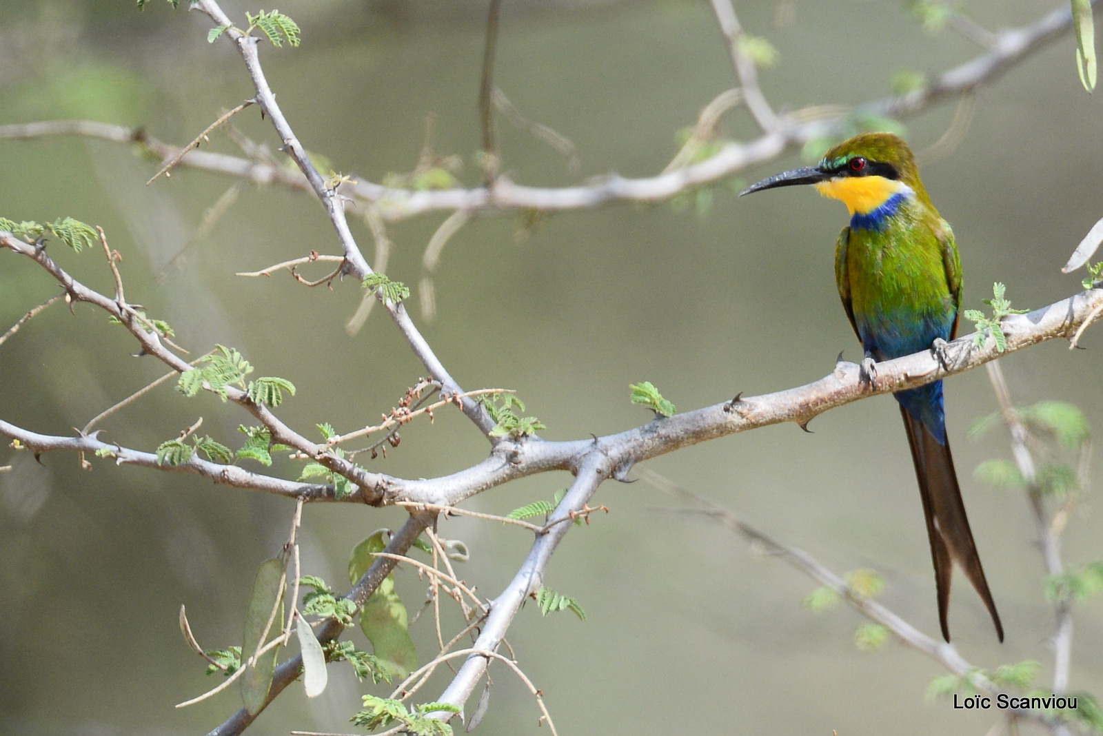 Guêpier à queue d'aronde/Swallow-tailed Bee-eater (1)