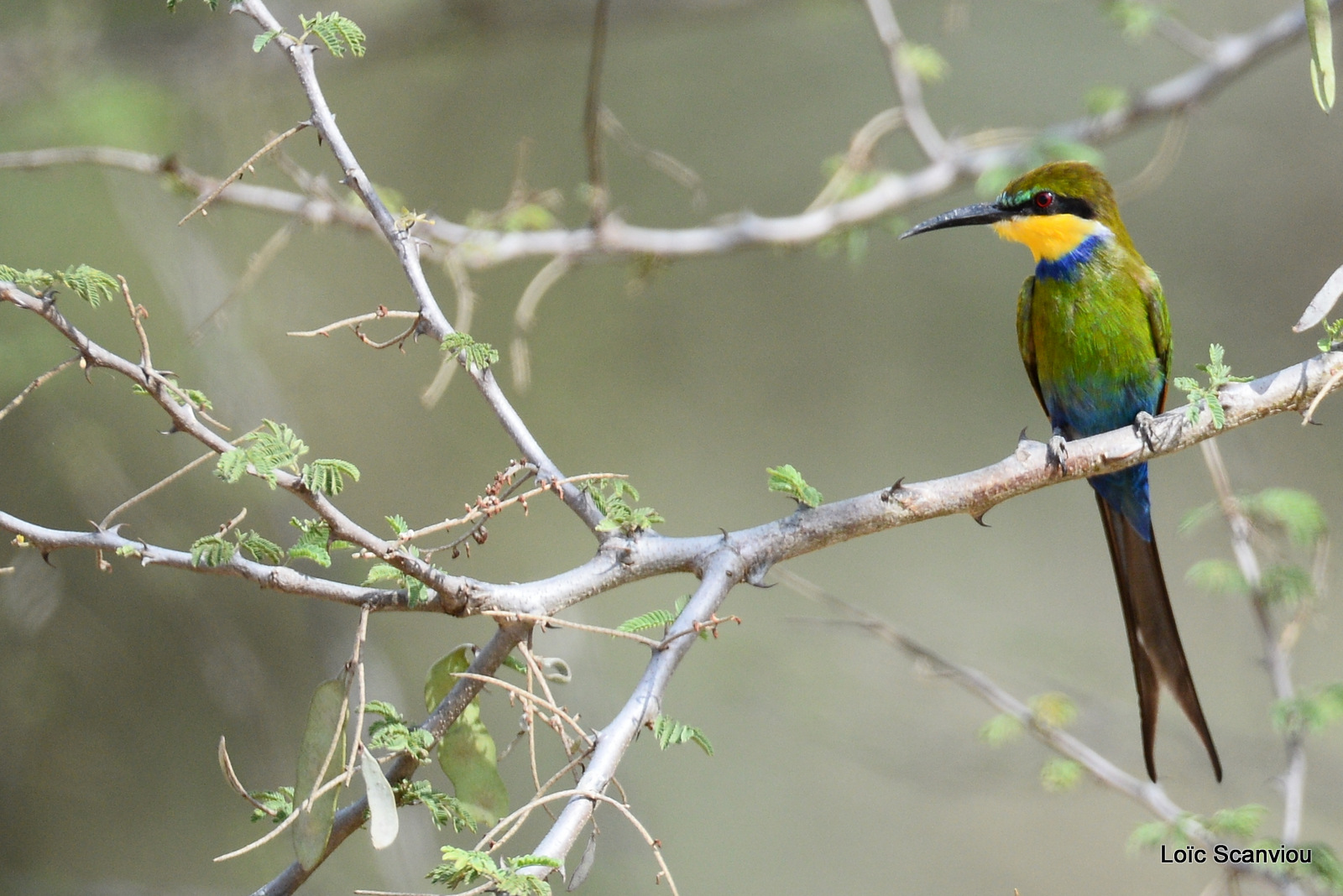 Guêpier à queue d'aronde/Swallow-tailed Bee-eater (1)