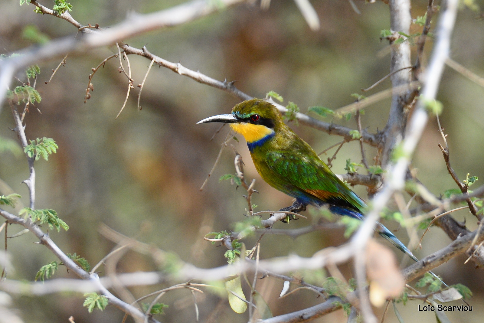 Guêpier à queue d'aronde/Swallow-tailed Bee-eater (2)