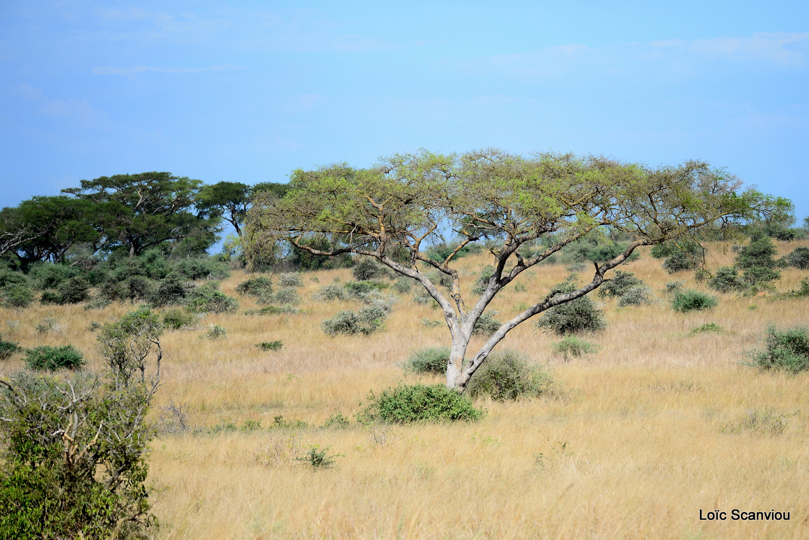 Murchison Falls (223)