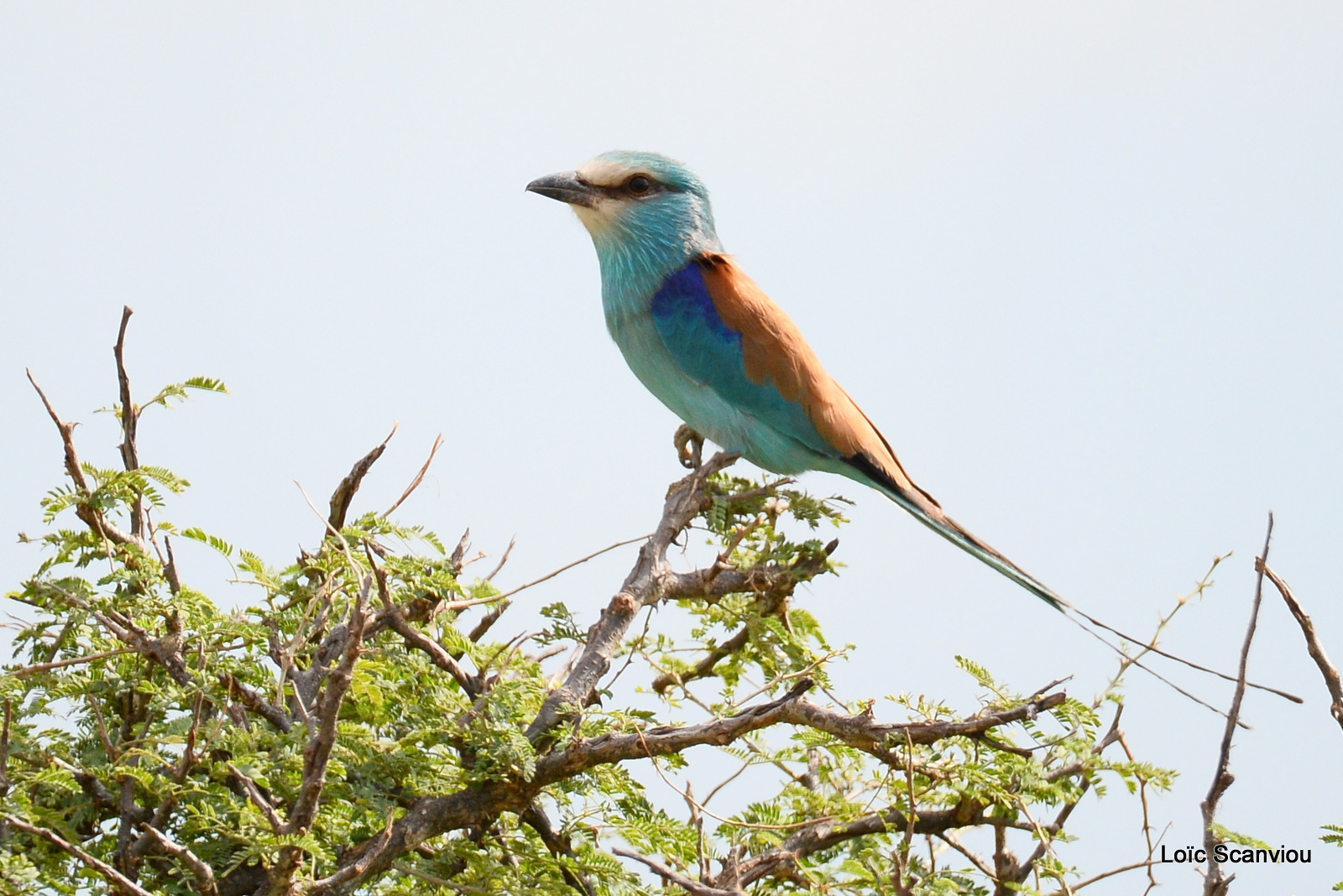 Rollier d'Abyssinie/Abyssinian Roller (1)