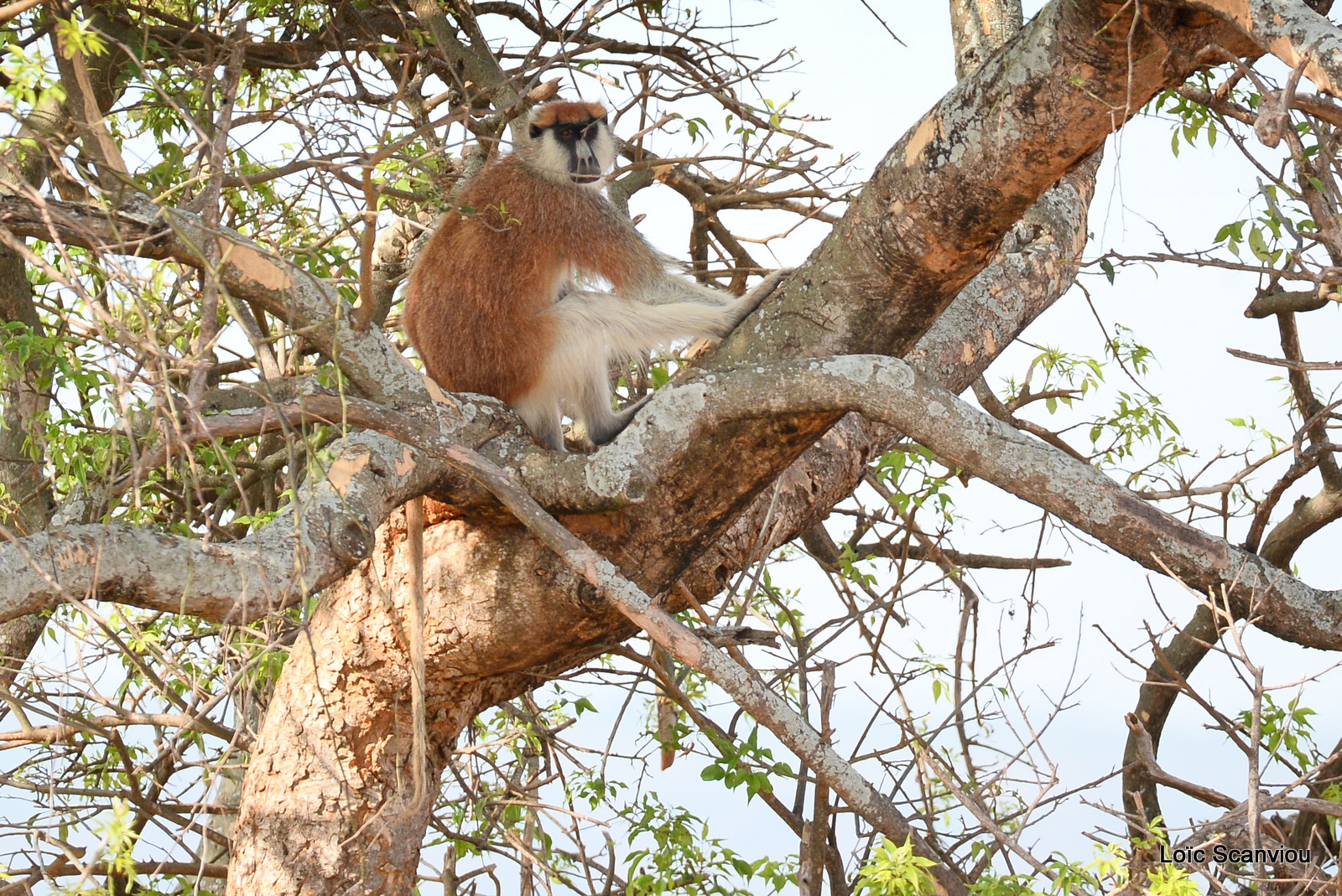 Patas/Patas Monkey (5)