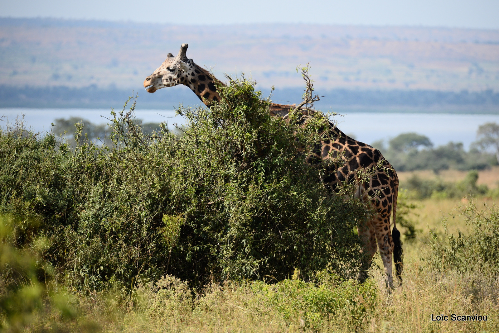 Girafe de Rothschild/Rothschild's Giraffe (11)