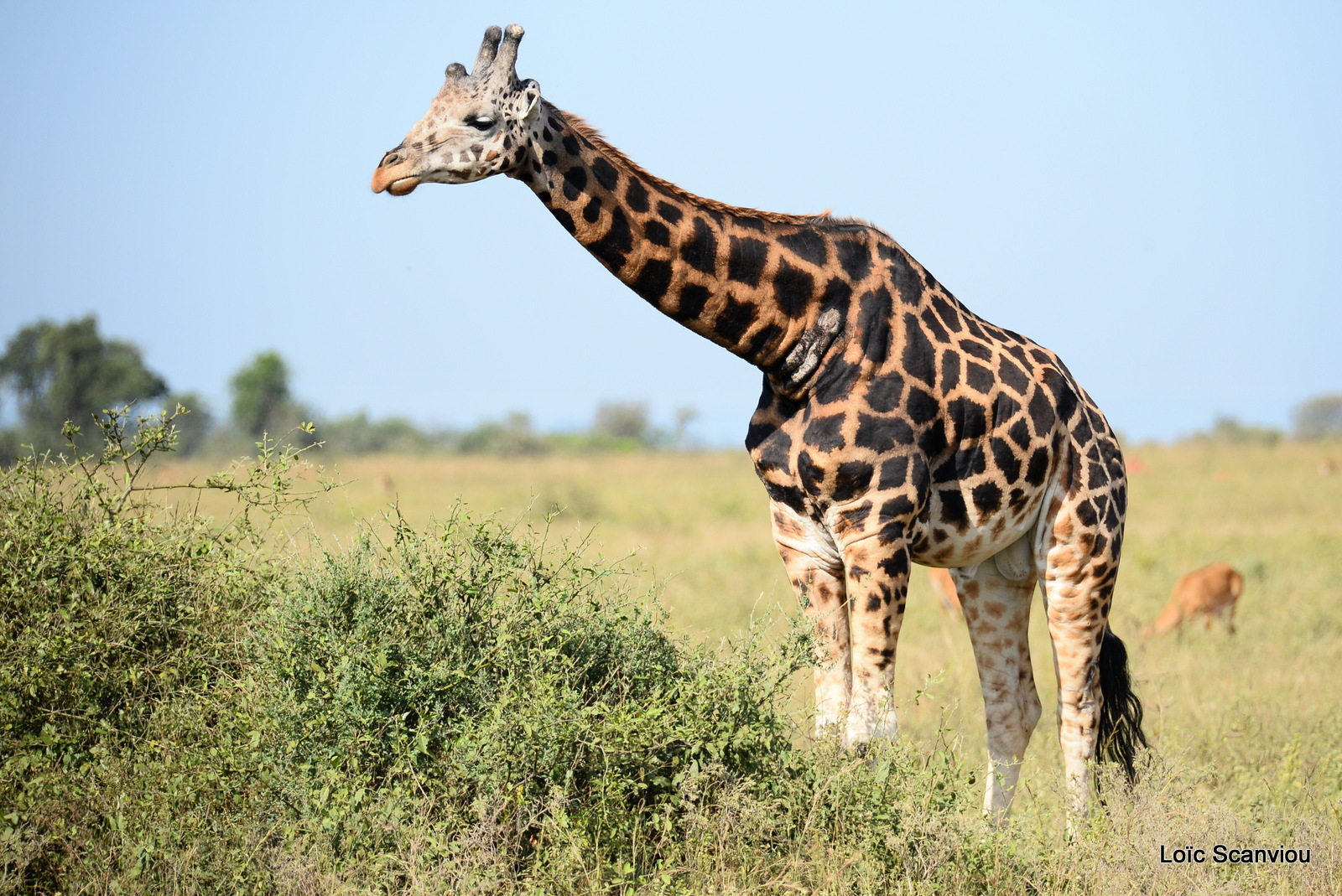 Girafe de Rothschild/Rothschild's Giraffe (12)