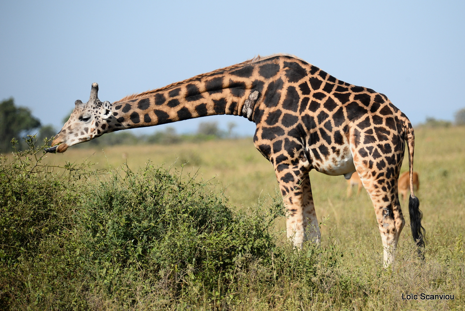 Girafe de Rothschild/Rothschild's Giraffe (13)