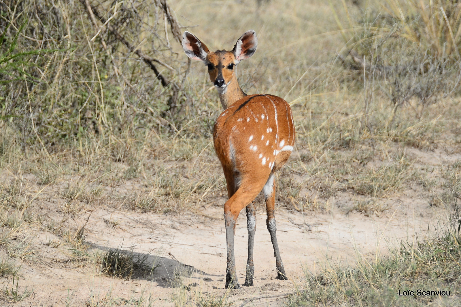 Guib harnaché/Bushbuck (1)