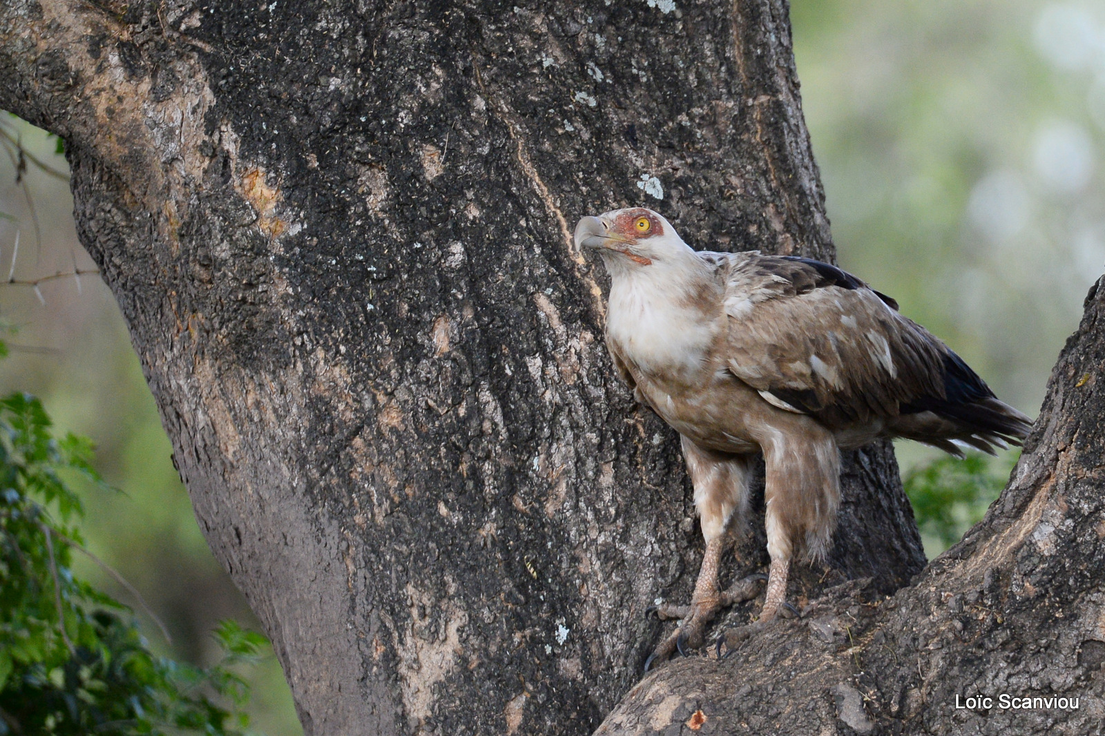 Murchison Falls (230)