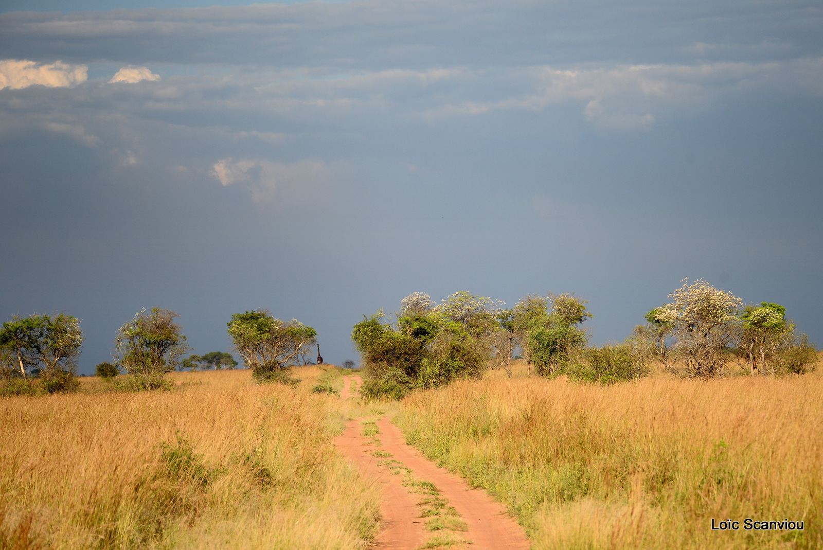 Murchison Falls (231)