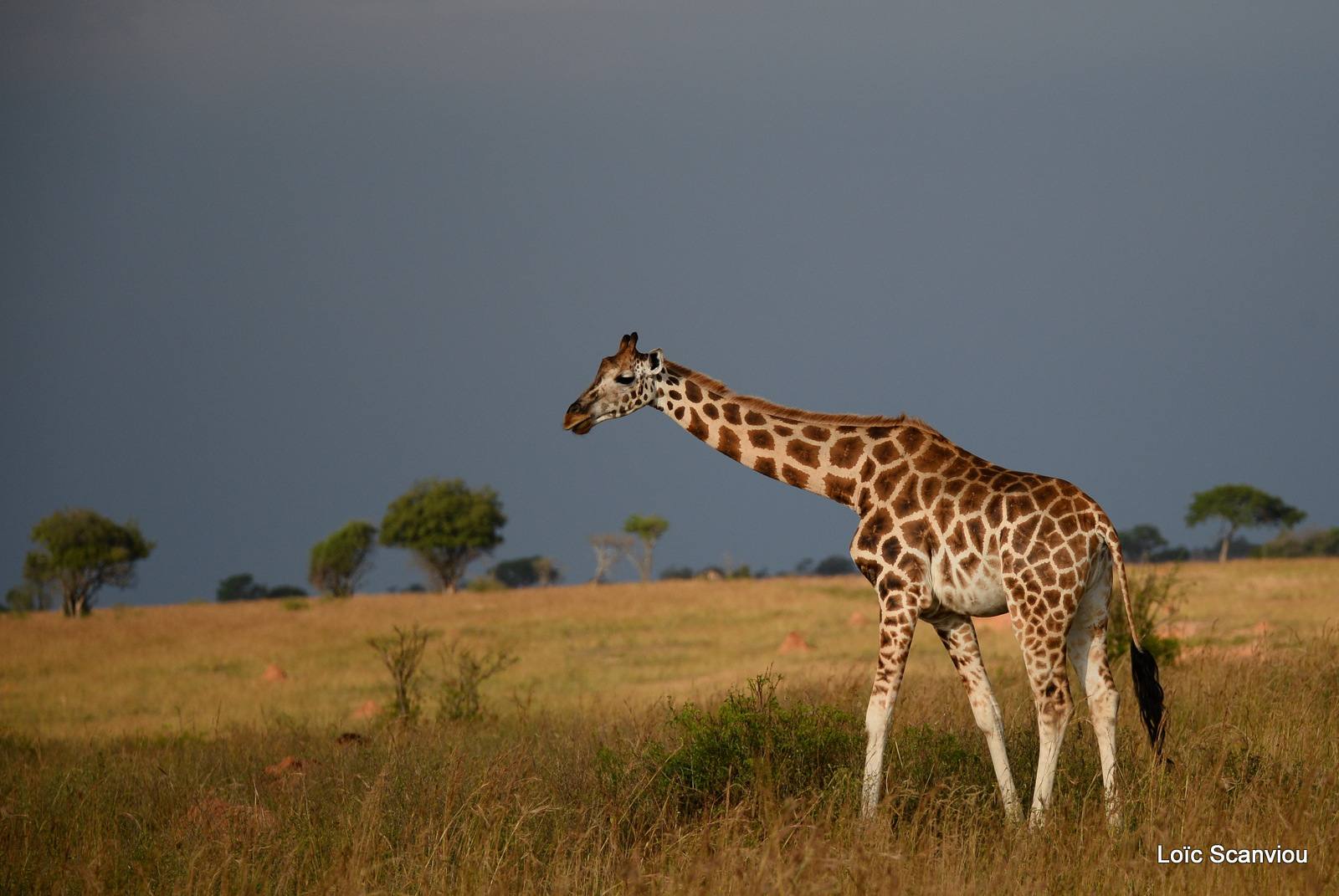 Girafe de Rothschild/Rothschild's Giraffe (14)