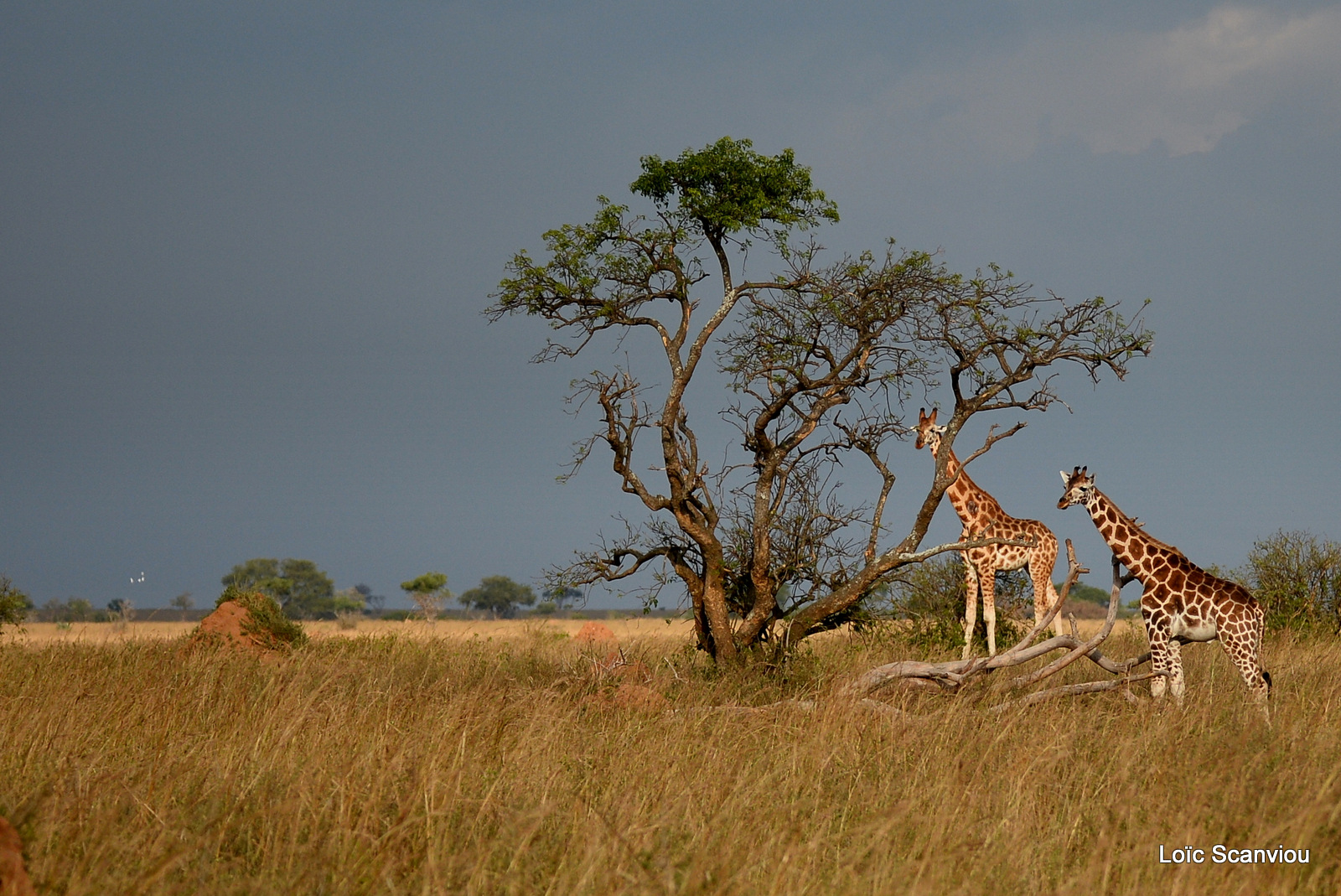 Girafe de Rothschild/Rothschild's Giraffe (15)