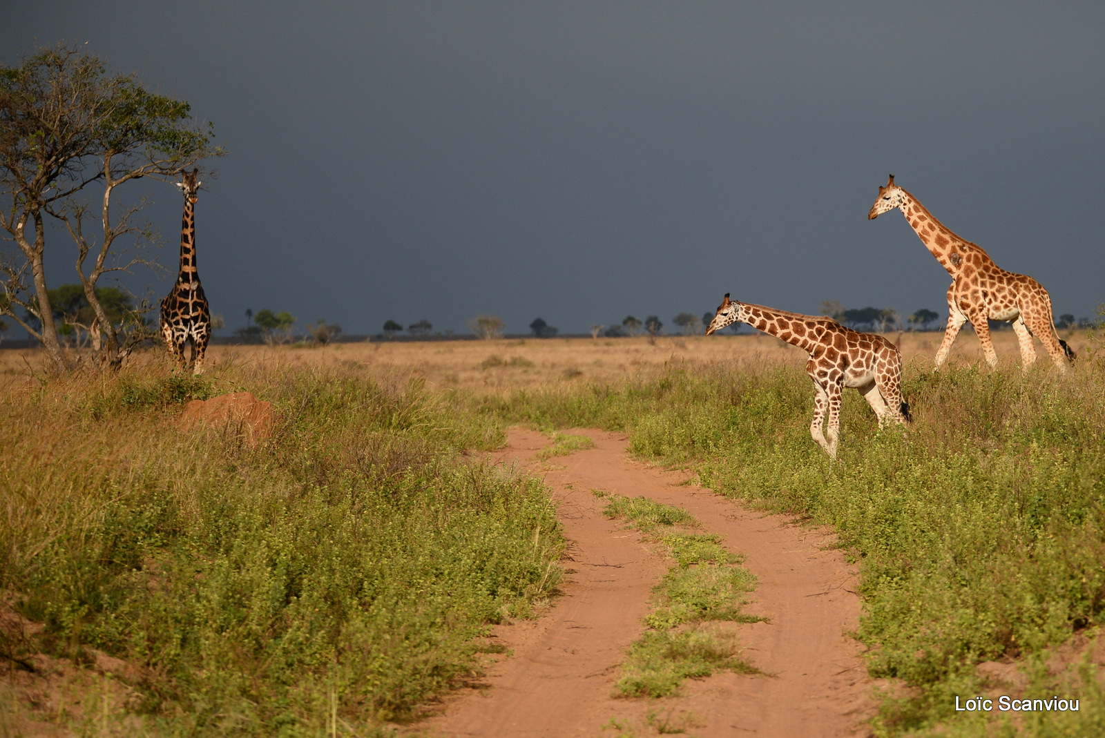 Girafe de Rothschild/Rothschild's Giraffe (16)